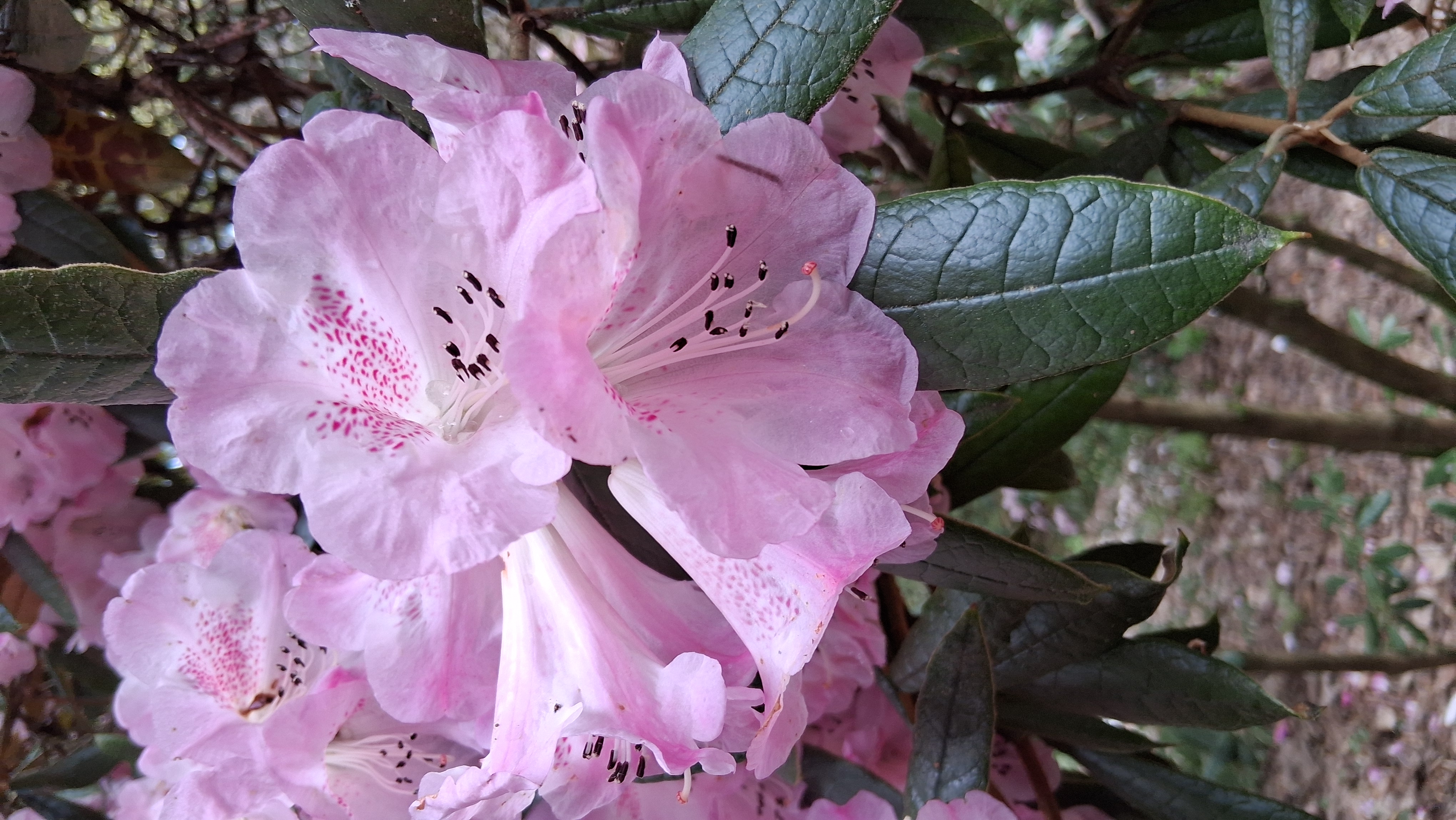 Rhododendron coeloneuron photo
