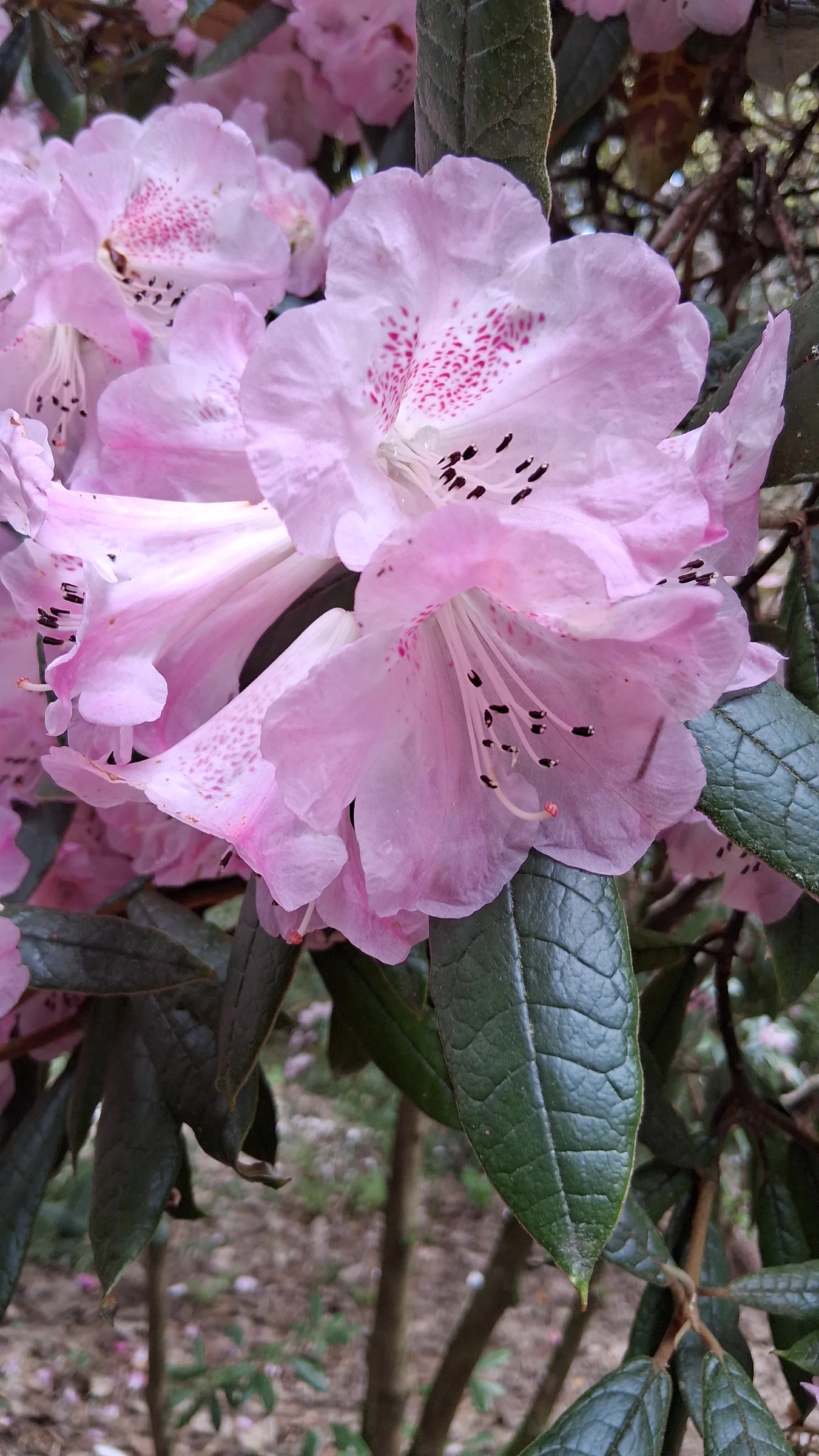 R. coeloneuron photo of R. coeloneuron. R. coeloneuron flowers.. Location: Rhododendron Species Botanical Garden. Photo by: Thatrhodylady