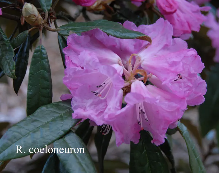 Photo of R. coeloneuron, Species