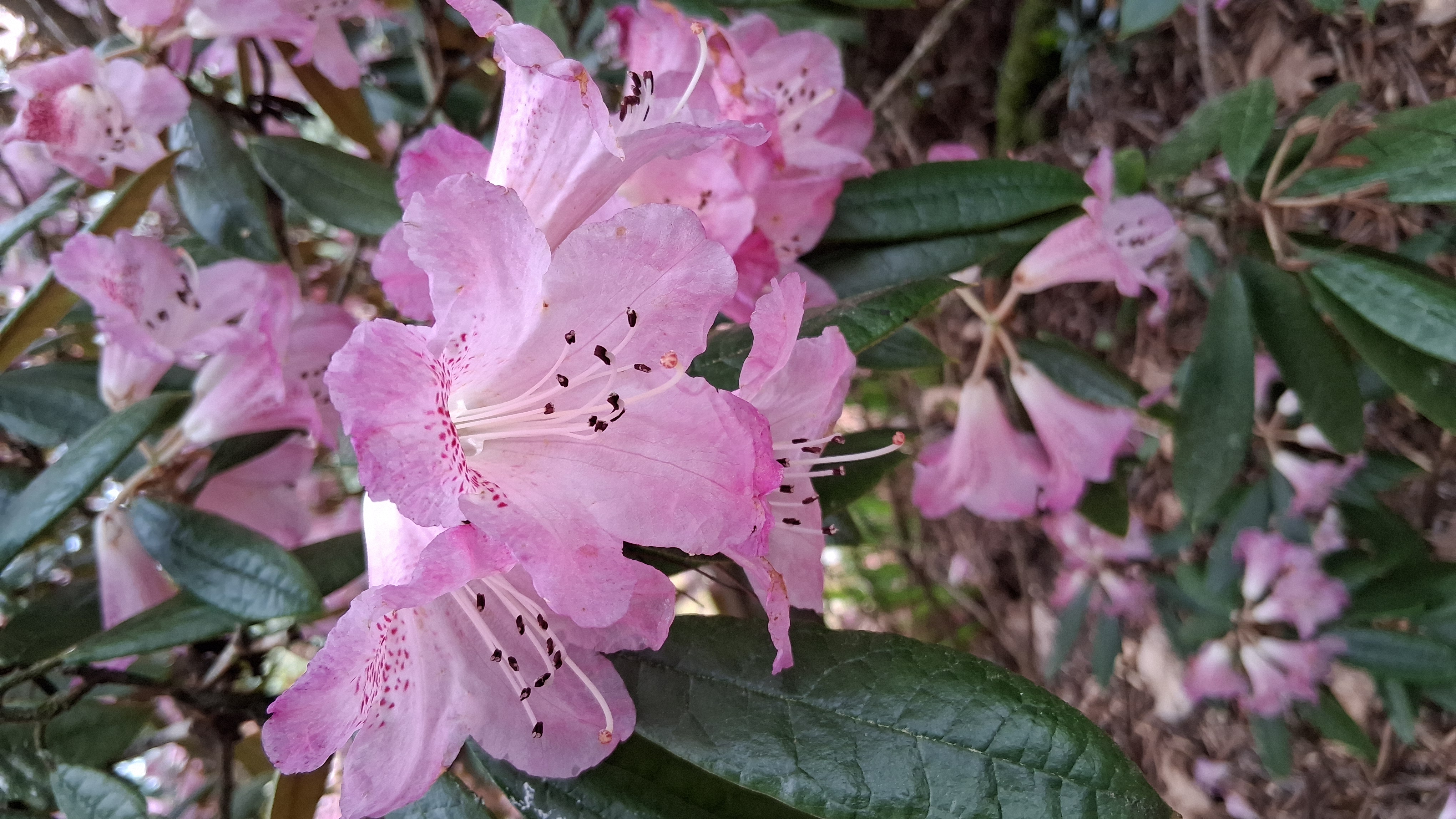 Rhododendron coeloneuron photo