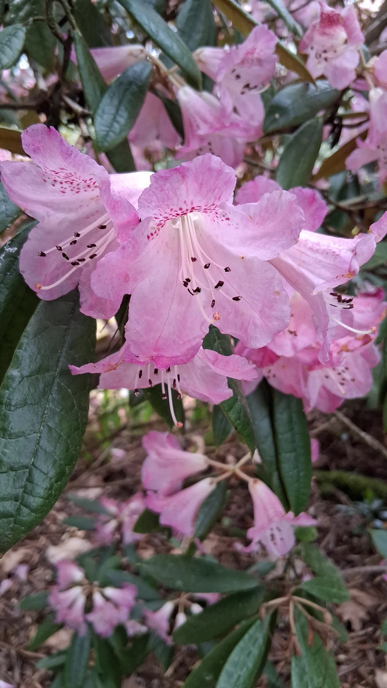 R. coeloneuron photo of R. coeloneuron. R. coeloneuron flowers.. Location: Rhododendron Species Botanical Garden. Photo by: Thatrhodylady