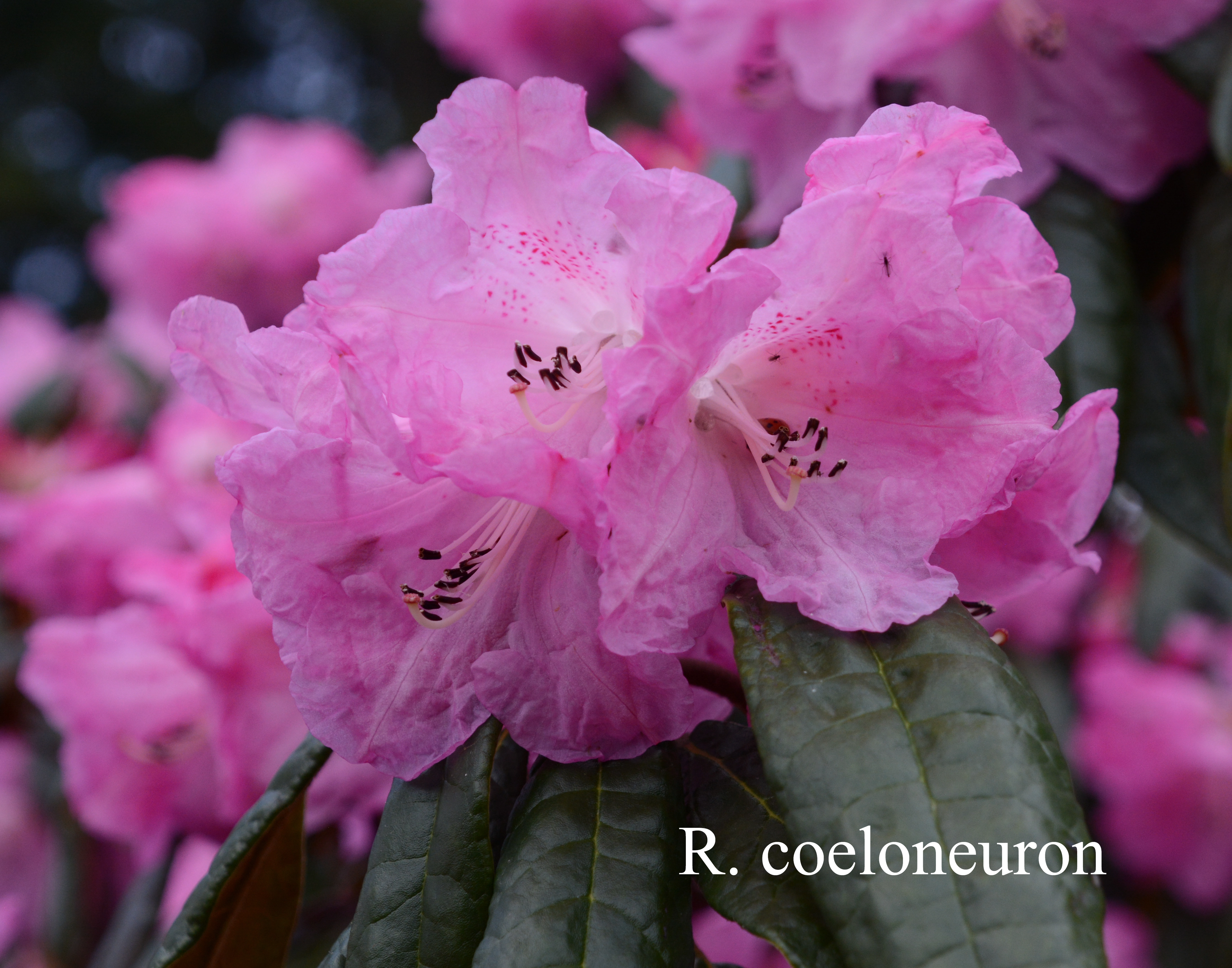 Rhododendron coeloneuron photo