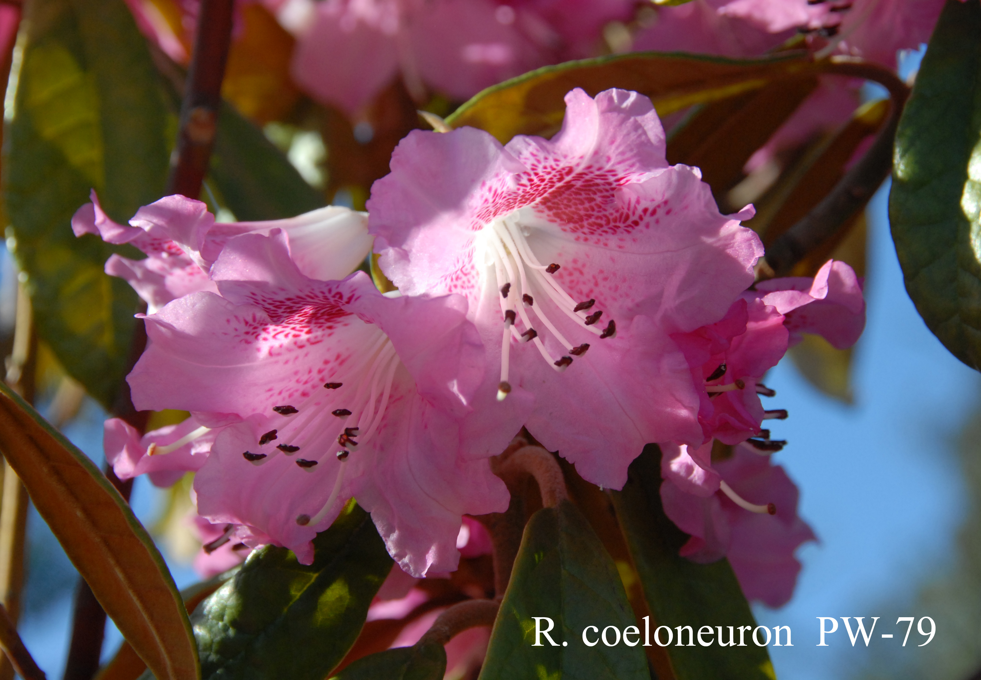 Rhododendron coeloneuron photo
