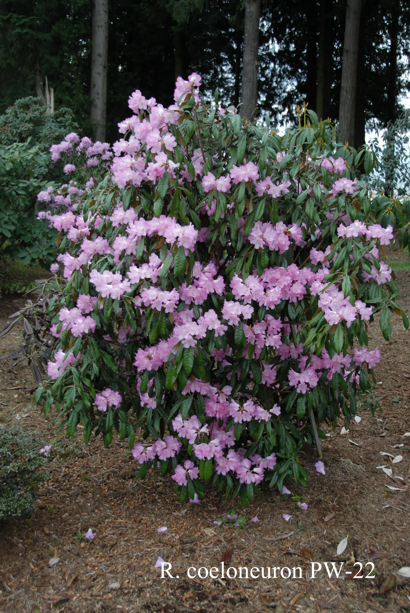 R. coeloneuron photo of R. coeloneuron. Collection Number: PW-22. Location: Fearing's Farm Nursery, Abbotsford, BC, Canada. Photo by: Harold Fearing