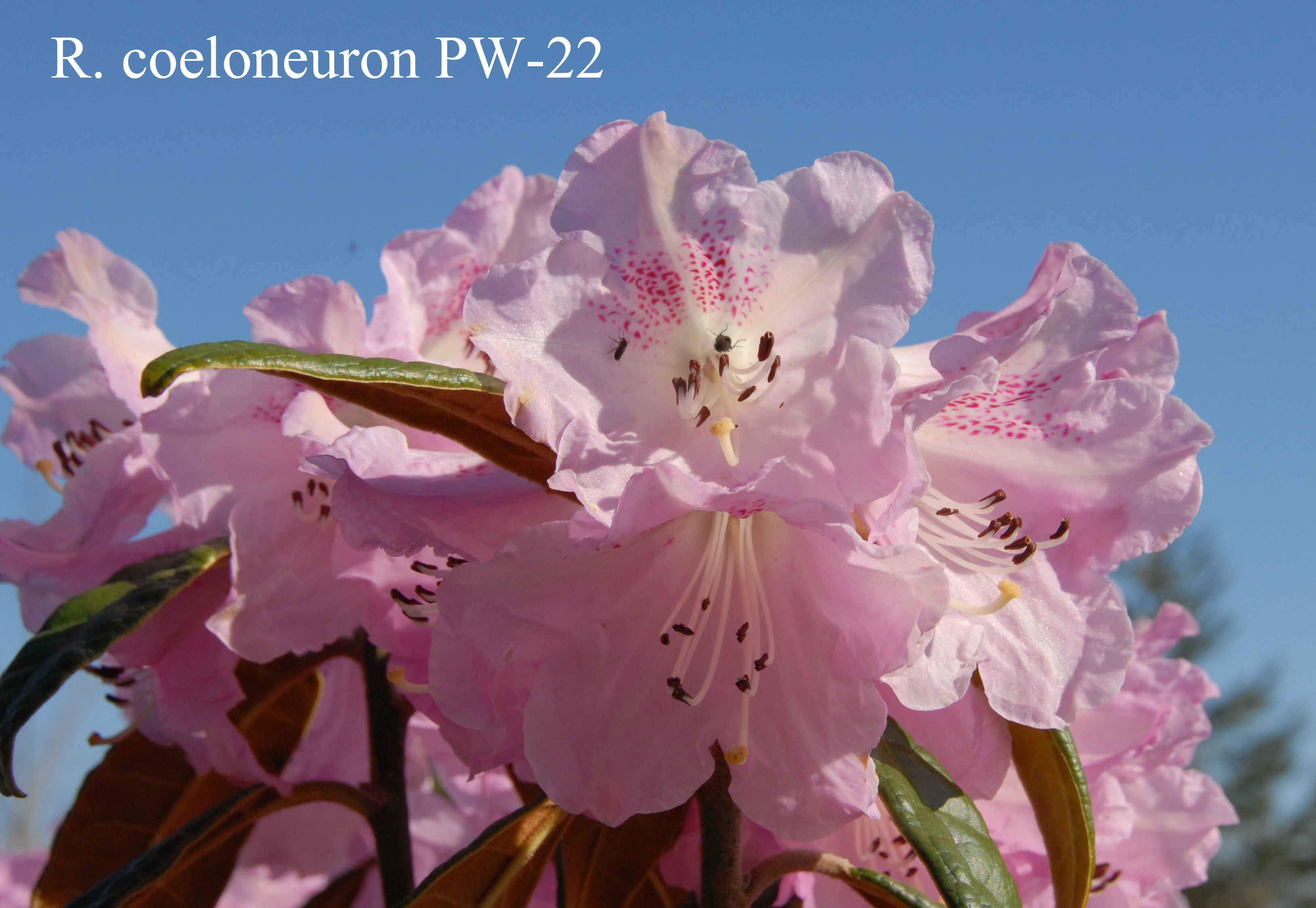 Rhododendron coeloneuron photo