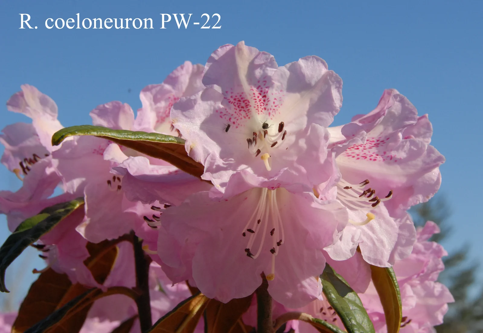 R. coeloneuron photo of R. coeloneuron. Collection Number: PW-22. Location: Fearing's Farm Nursery, Abbotsford, BC, Canada. Photo by: Harold Fearing