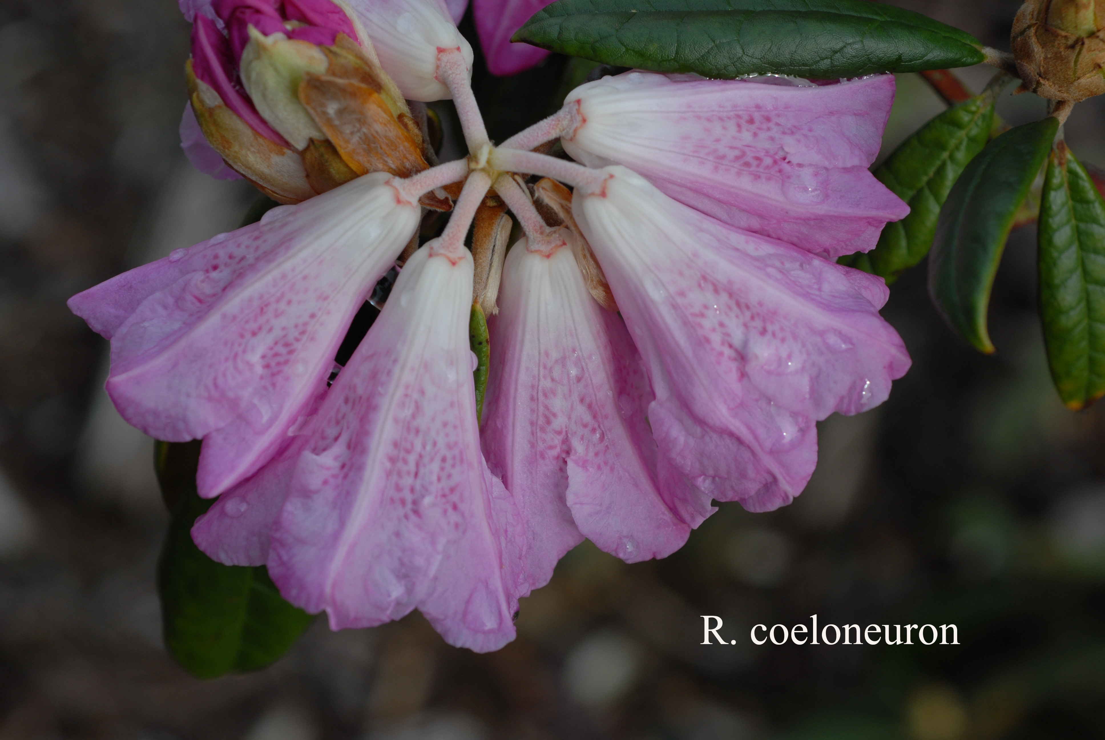 Rhododendron coeloneuron photo