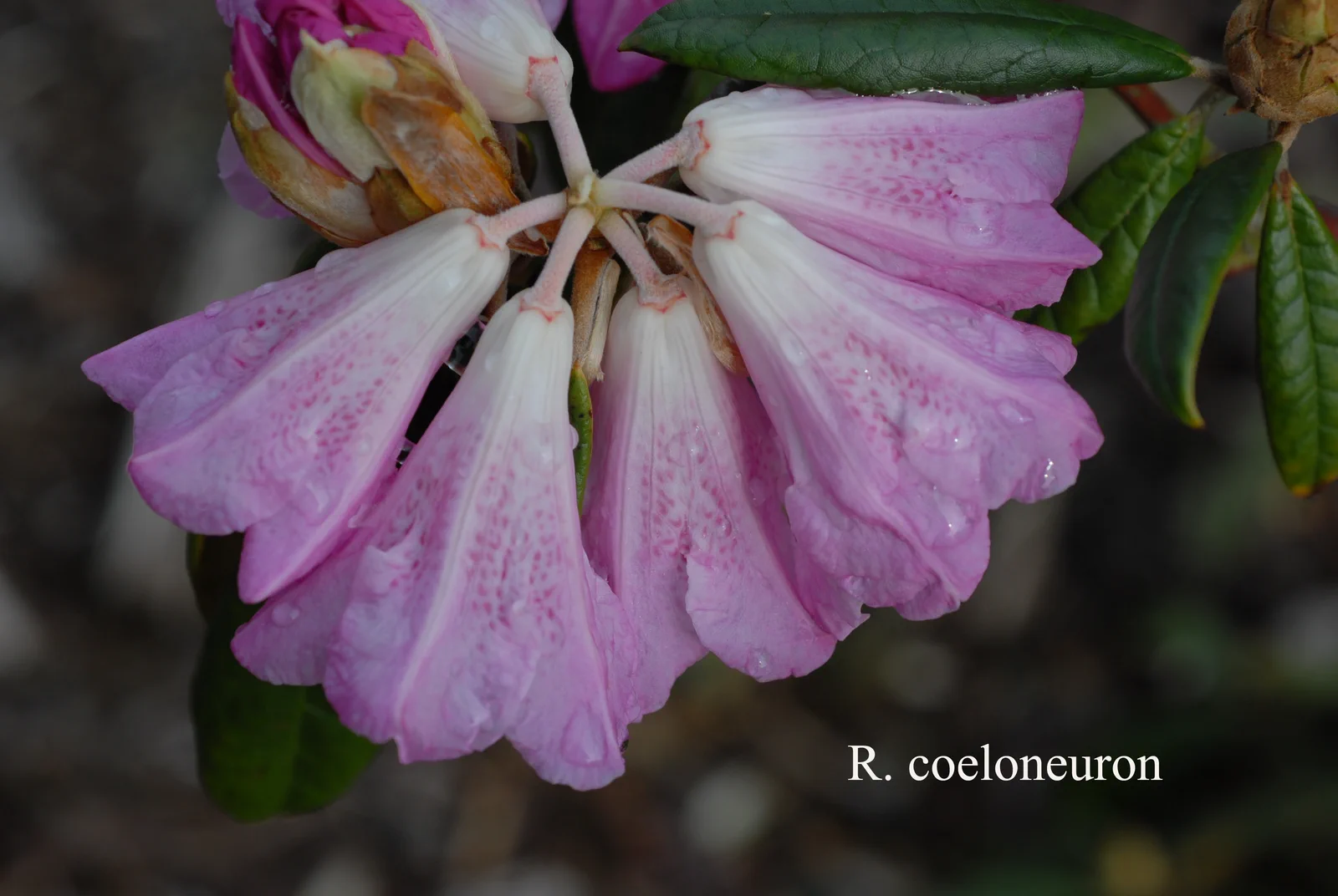 R. coeloneuron photo of R. coeloneuron. Location: Fearing's Farm Nursery, Abbotsford, BC, Canada. Photo by: Harold Fearing