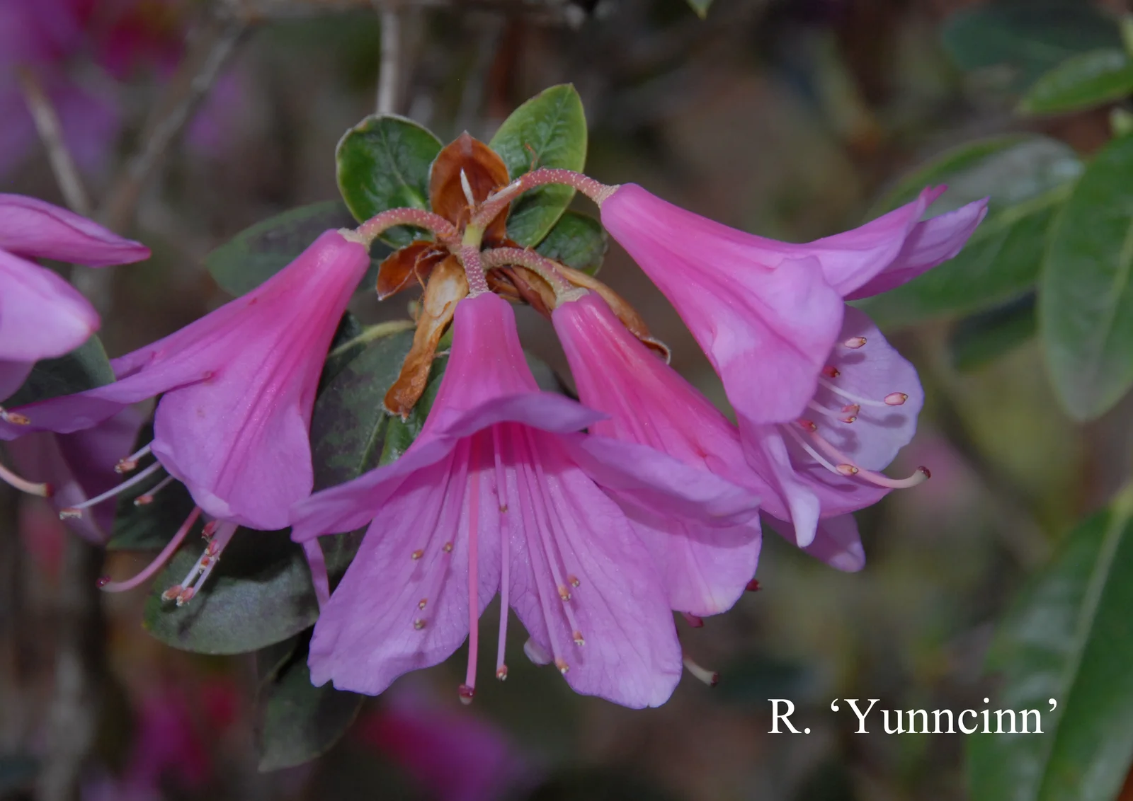 R. 'Yunncinn Group' photo of R. 'Yunncinn Group'. Location: Fearing's Farm Nursery, Abbotsford, BC, Canada. Photo by: Harold Fearing
