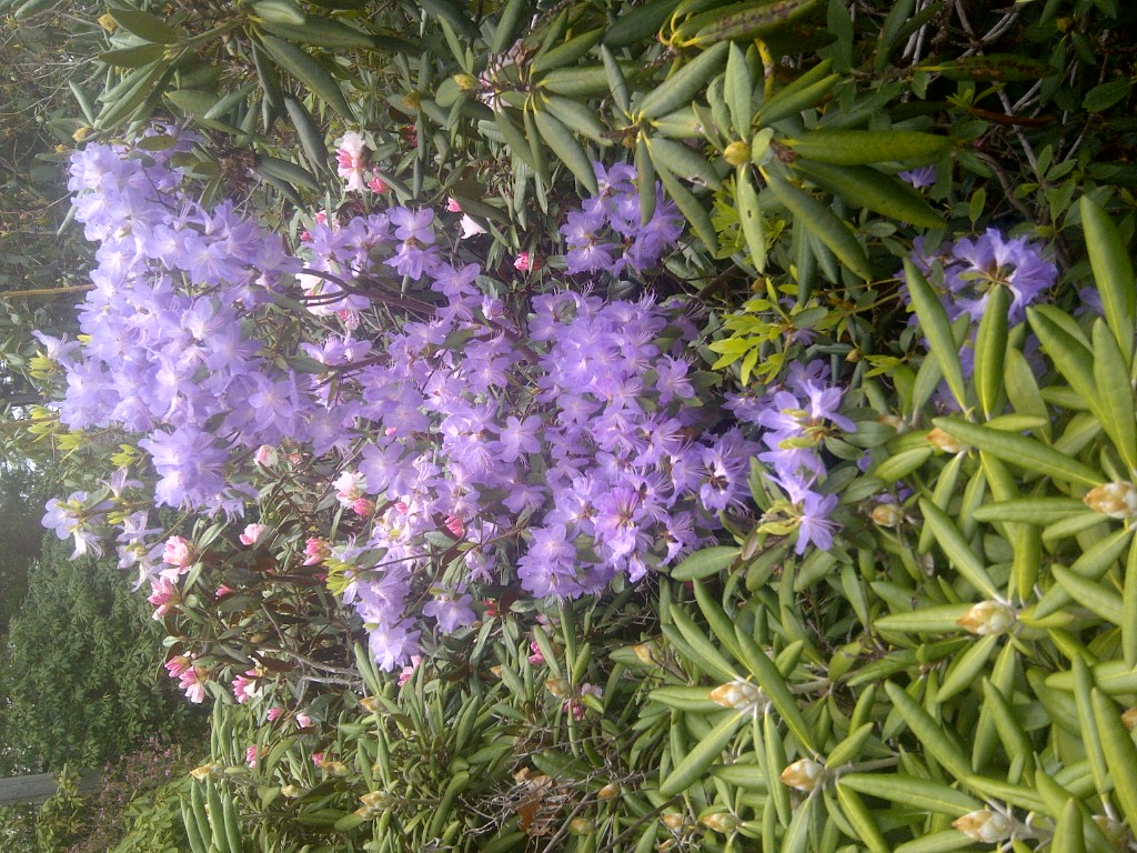 Rhododendron Bluenose photo