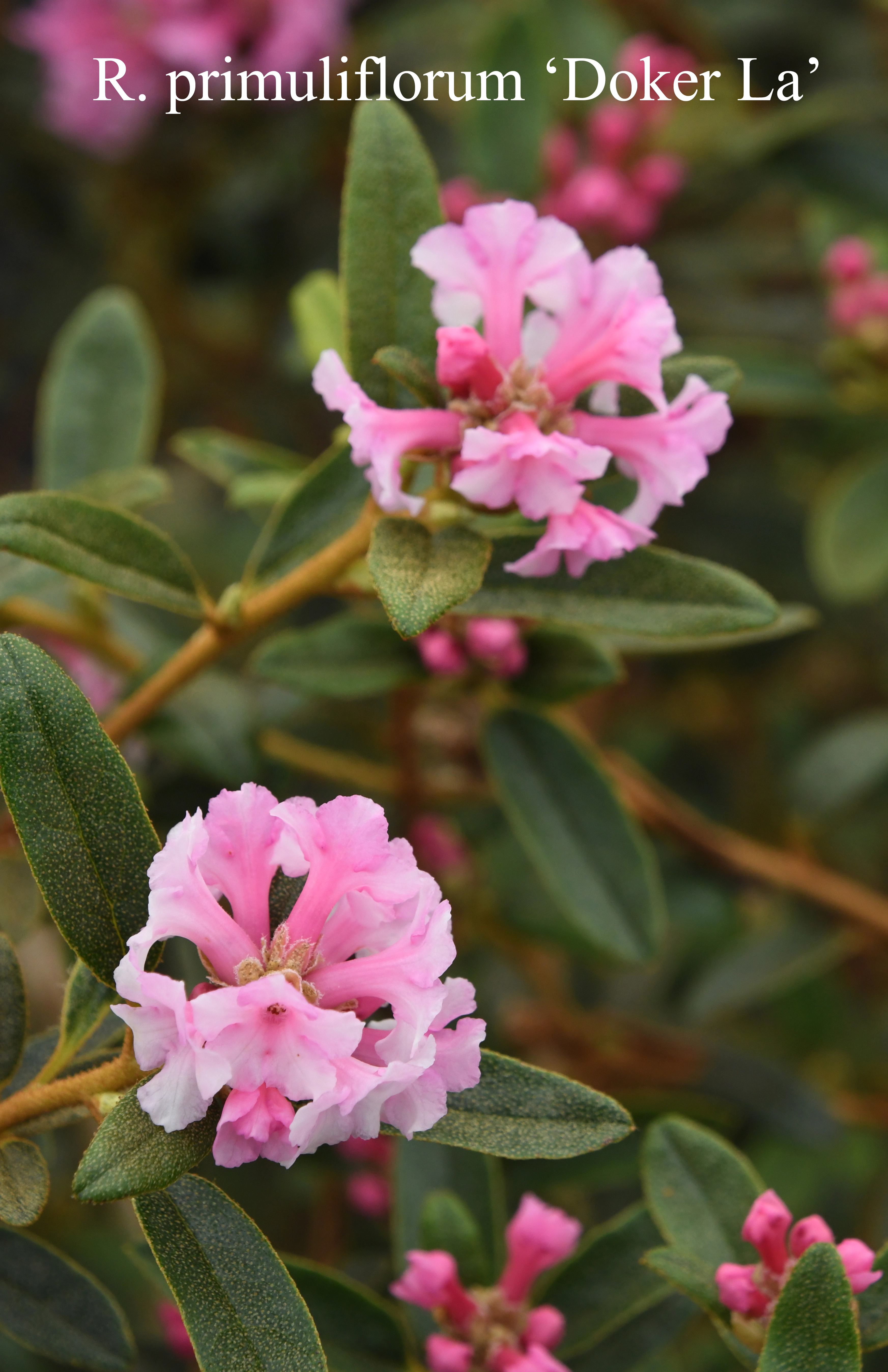 Rhododendron primuliflorum photo