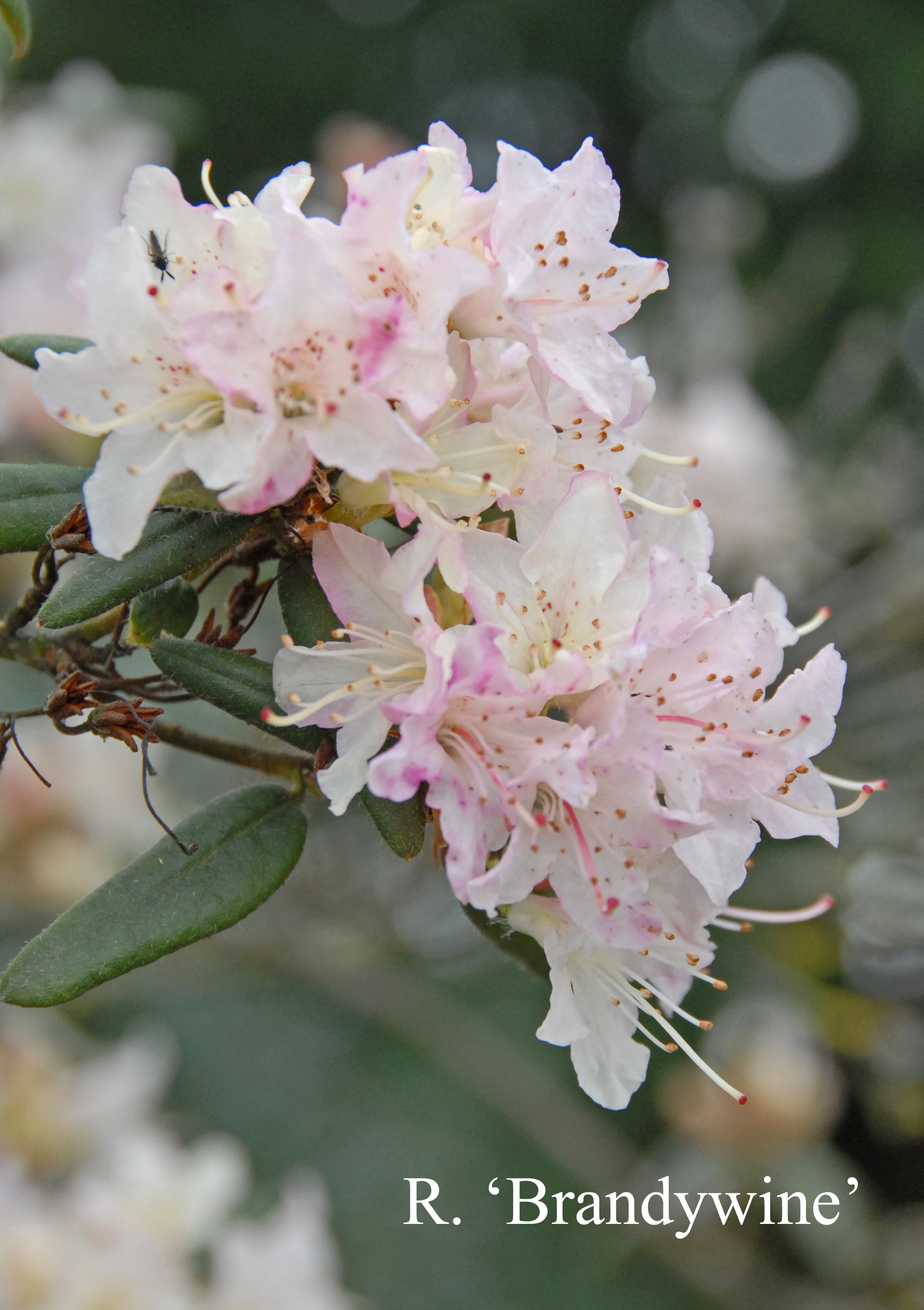 Rhododendron Brandywine photo