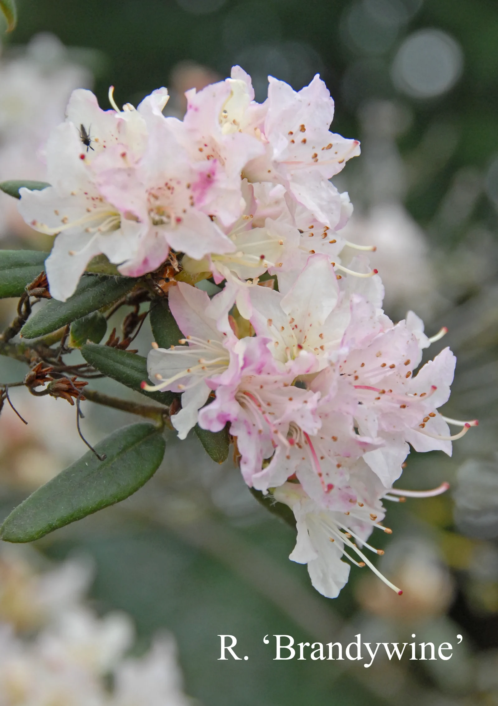 R. 'Brandywine' photo of R. 'Brandywine'. Location: Fearing's Farm Nursery, Abbotsford, BC, Canada. Photo by: Harold Fearing