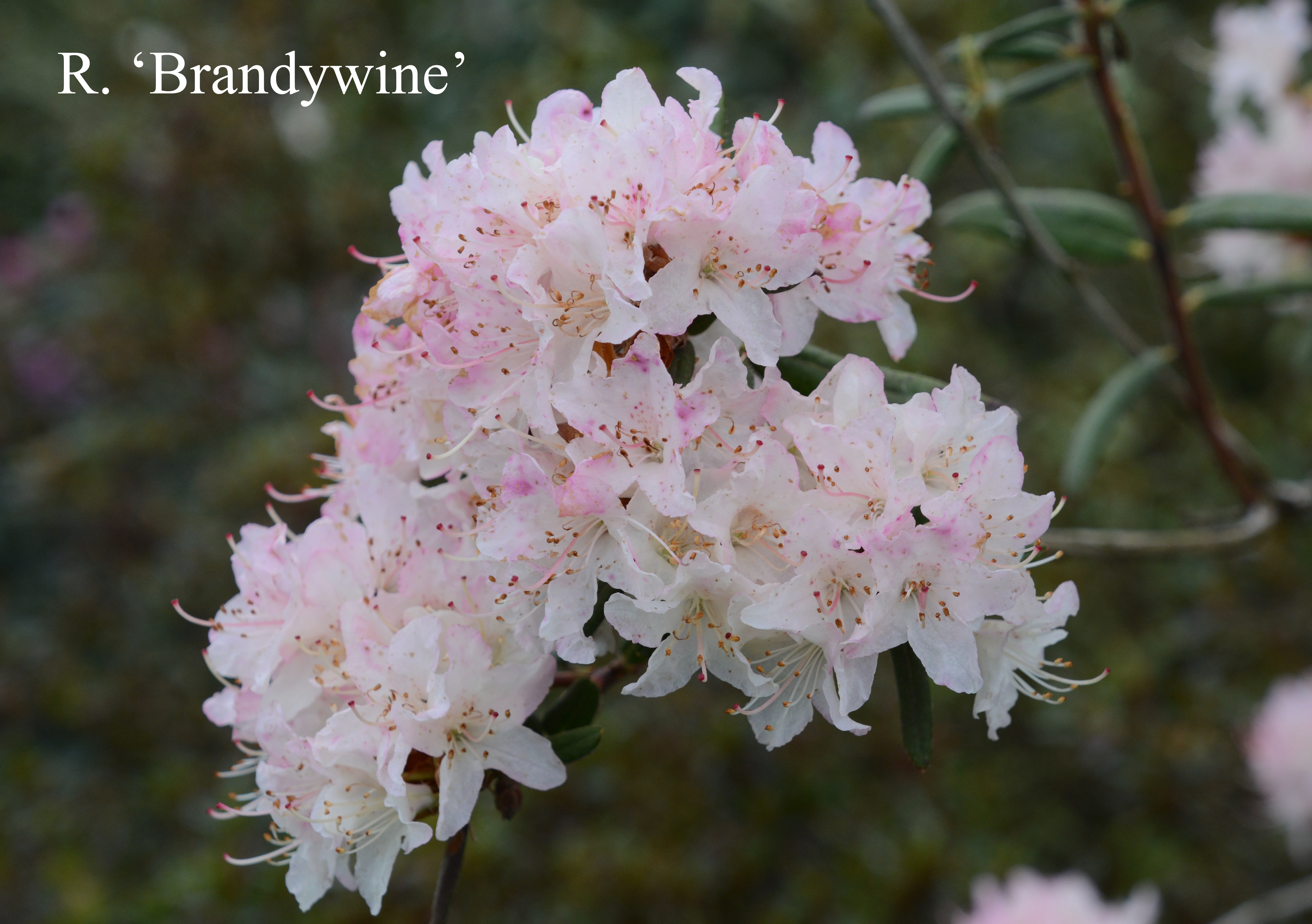 Rhododendron Brandywine photo