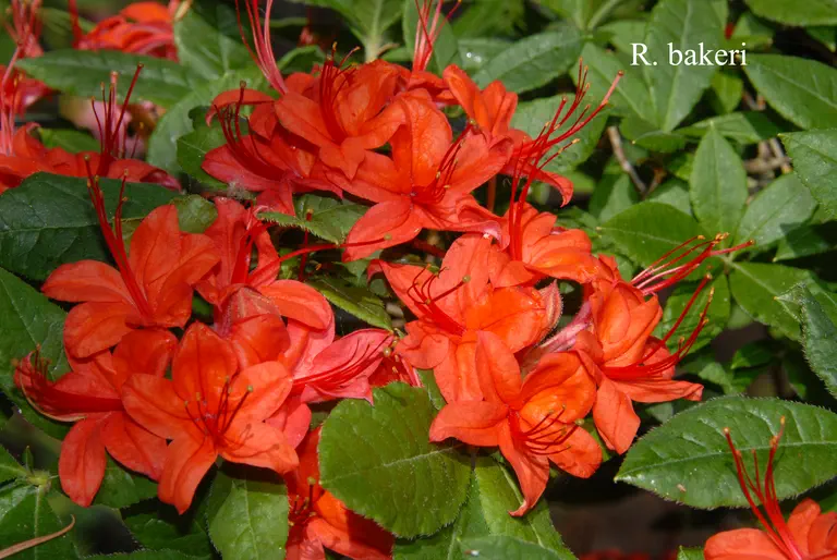 Photo of R. bakeri, Natural Hybrid