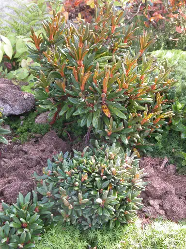 Photo of R. proteoides, Species
