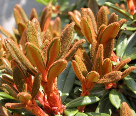 Rhododendron proteoides photo