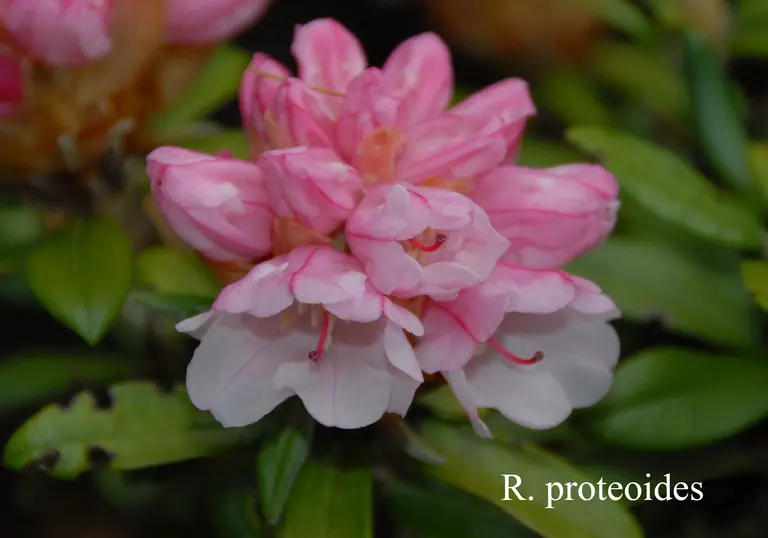 Photo of R. proteoides, Species