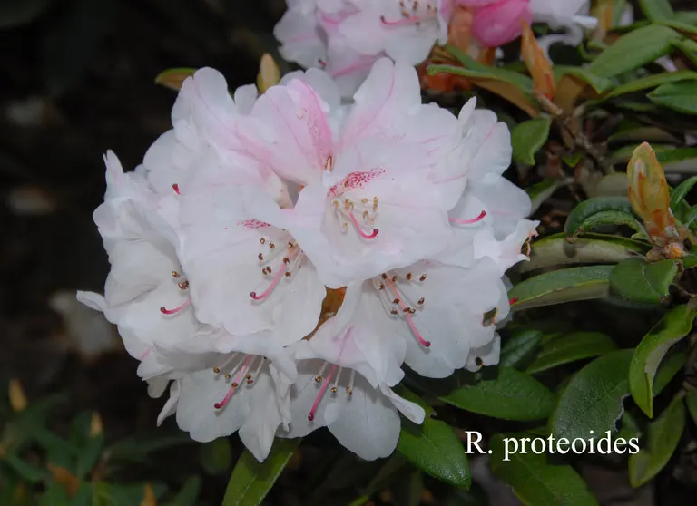 Photo of R. proteoides, Species