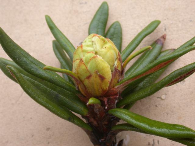 Rhododendron proteoides photo