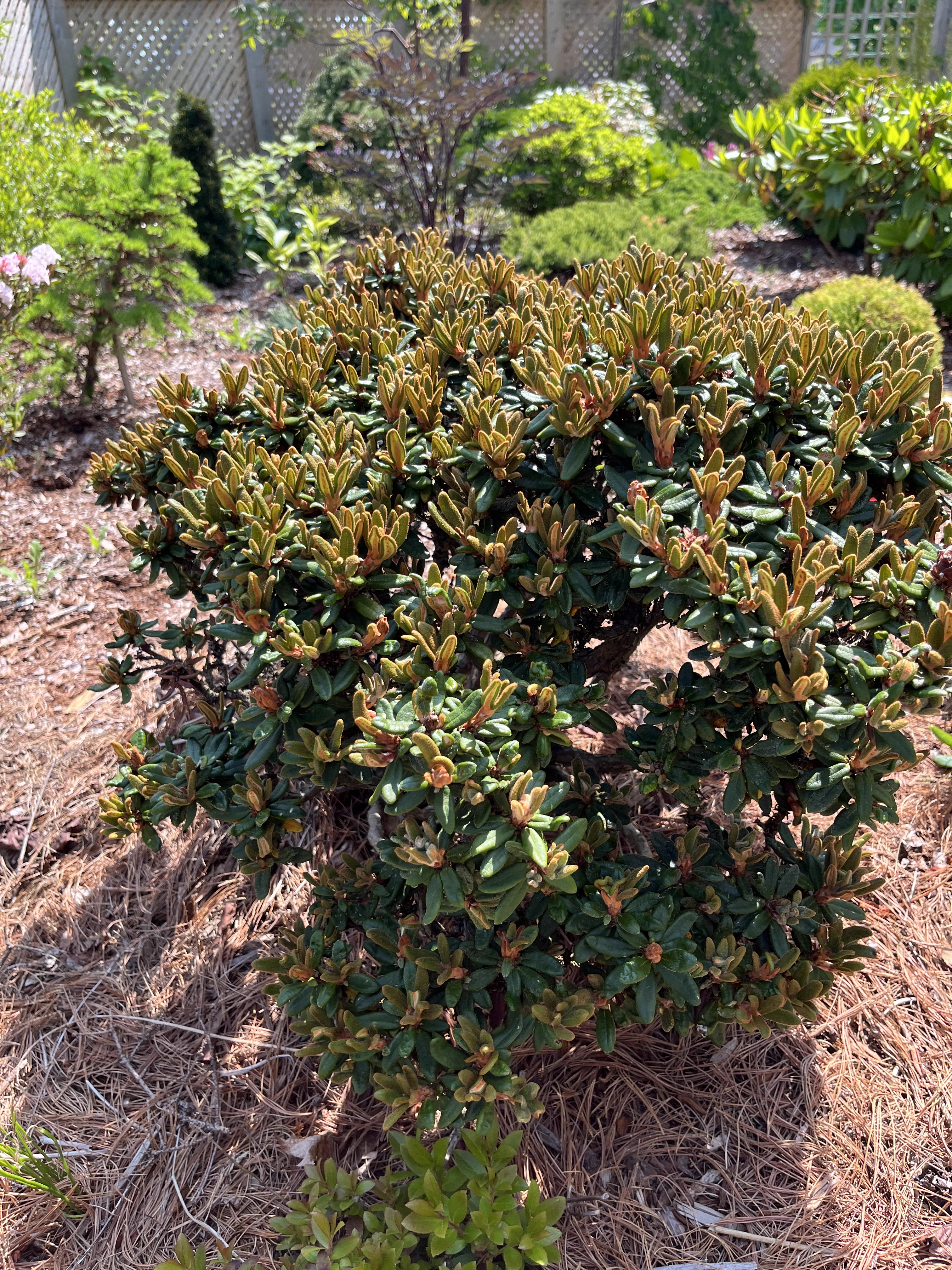 Rhododendron proteoides photo