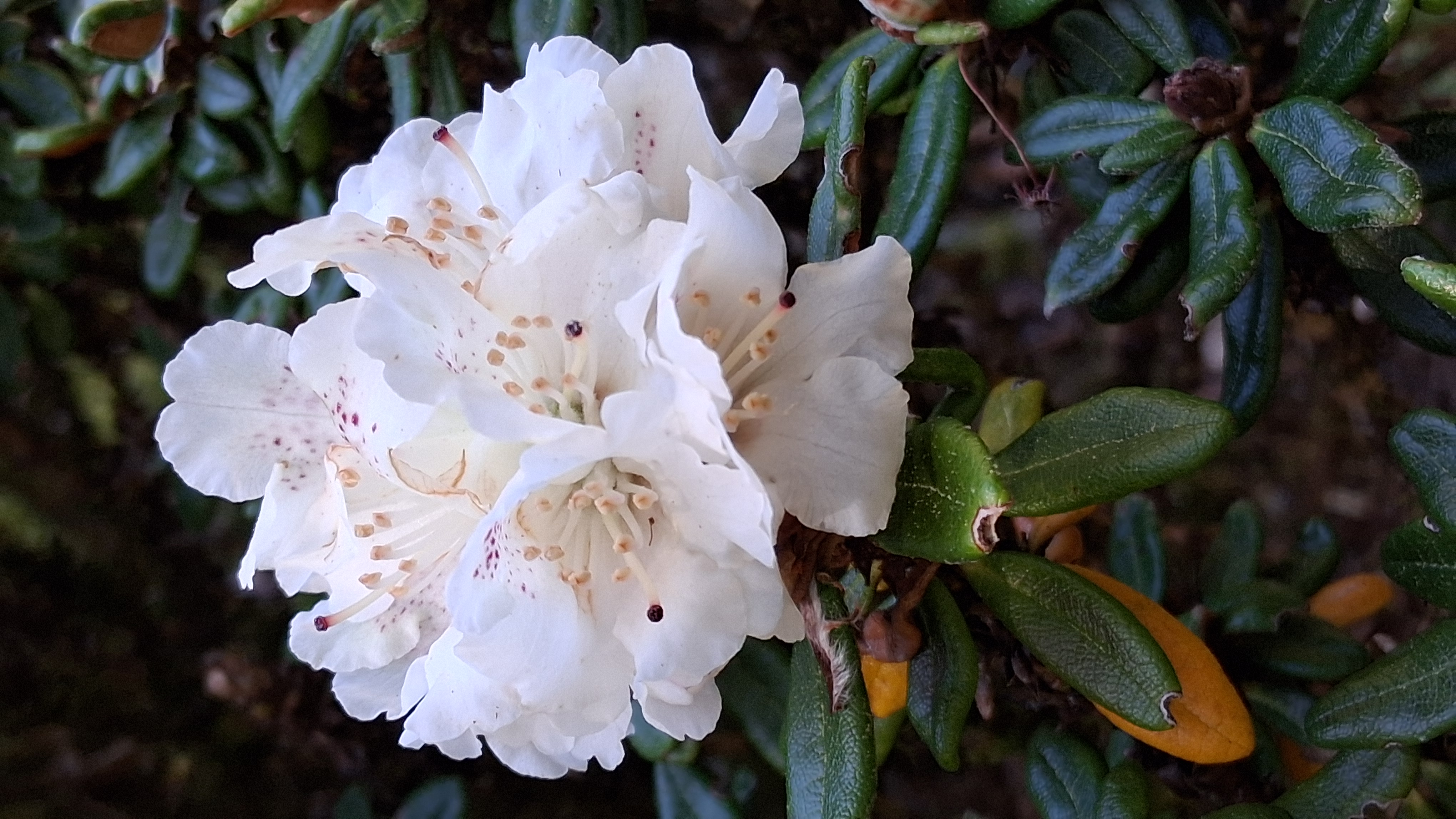 Rhododendron proteoides photo