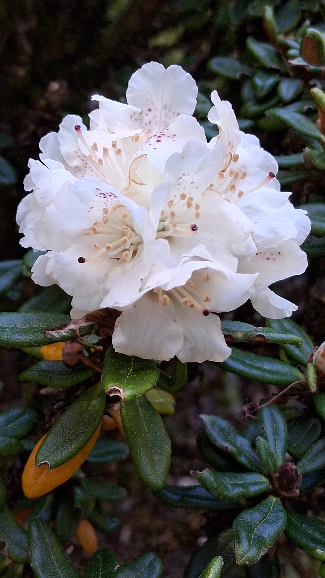 R. proteoides photo of R. proteoides. R. proteoides leaves, flower, and truss. Location: Rhododendron Species Botanical Garden. Photo by: Thatrhodylady