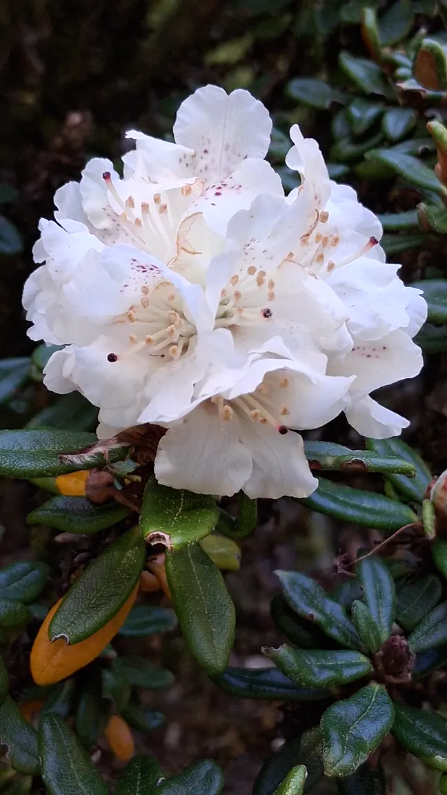 Photo of R. proteoides, Species