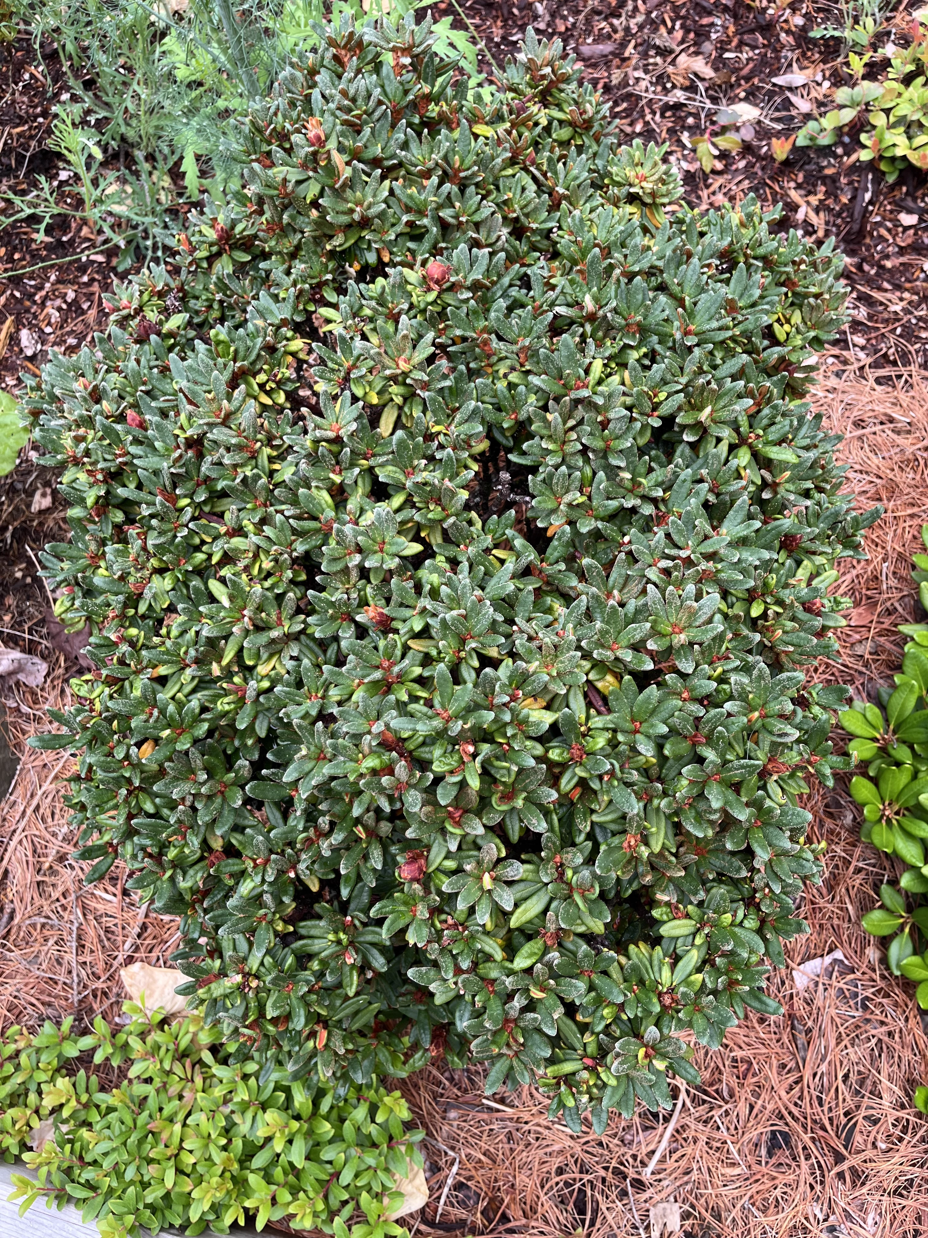 Rhododendron proteoides photo