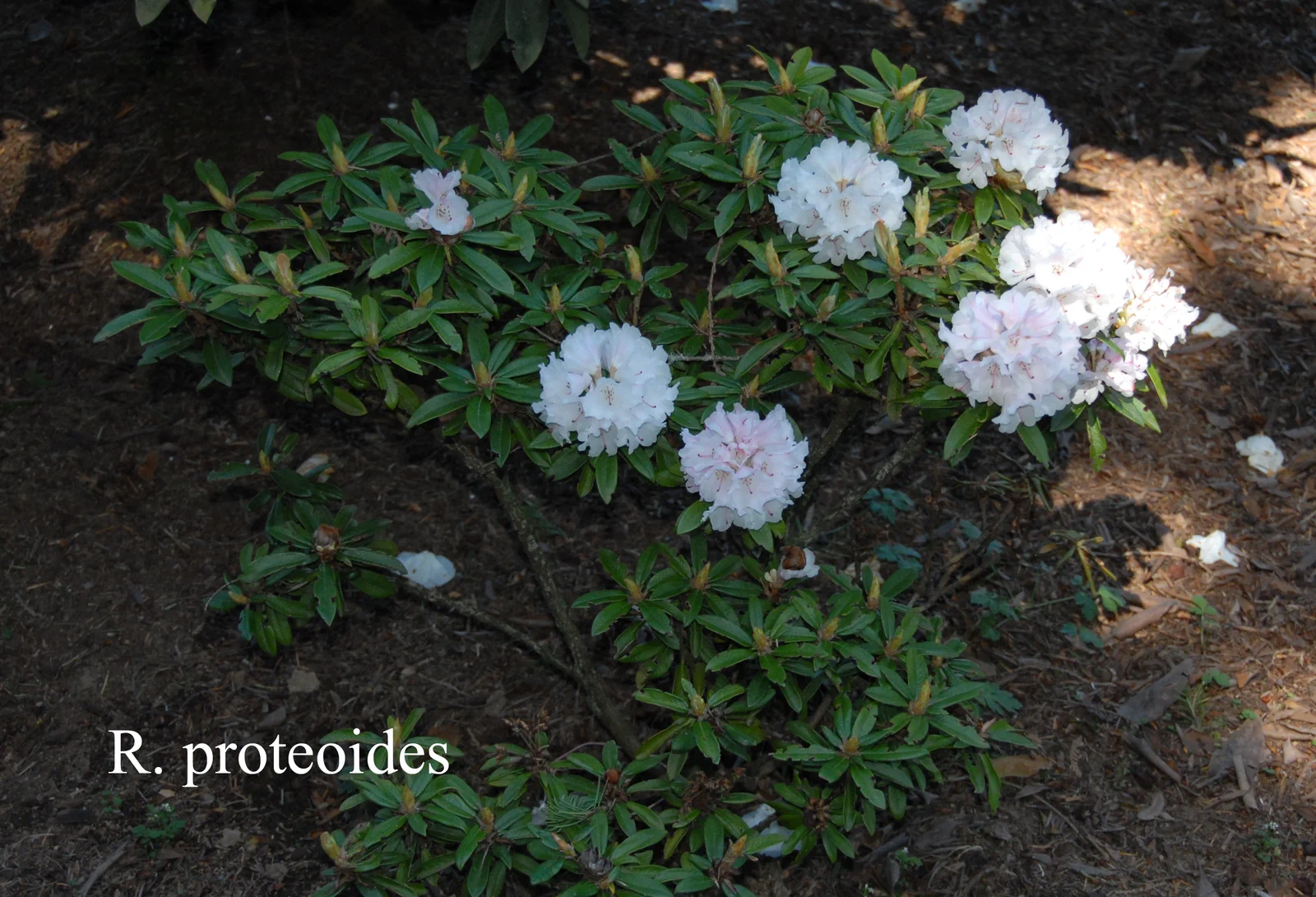 R. proteoides photo of R. proteoides. Location: Fearing's Farm Nursery, Abbotsford, BC, Canada. Photo by: Harold Fearing