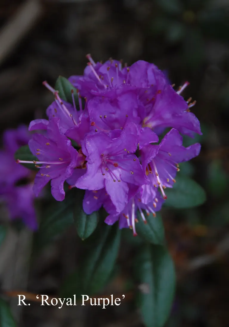 Photo of R. 'Royal Purple', Rhododendron Hybrid