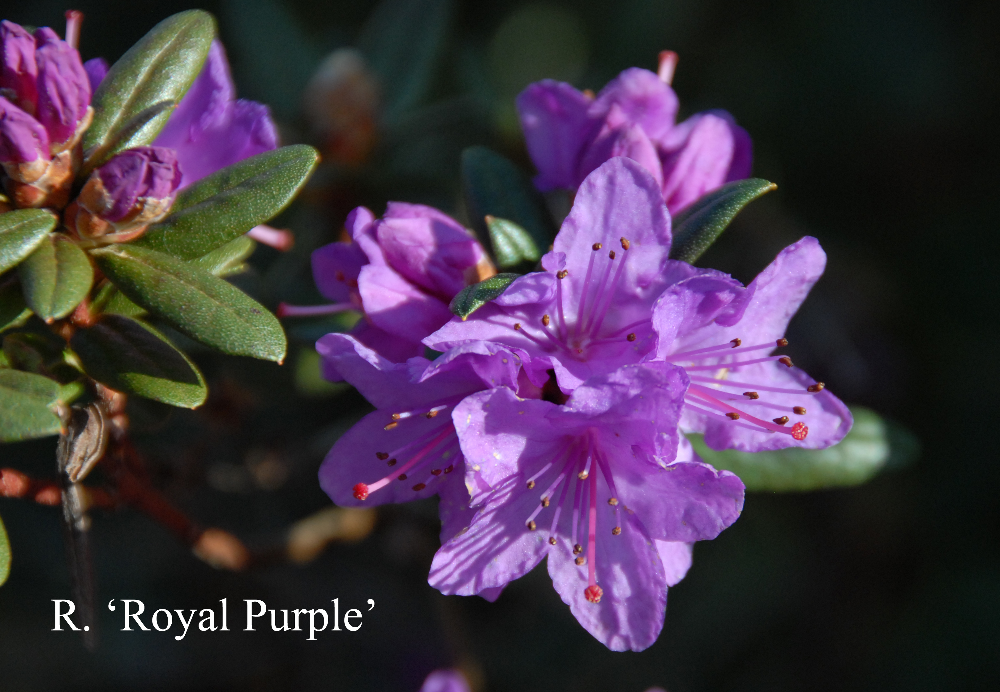 Rhododendron Royal Purple photo