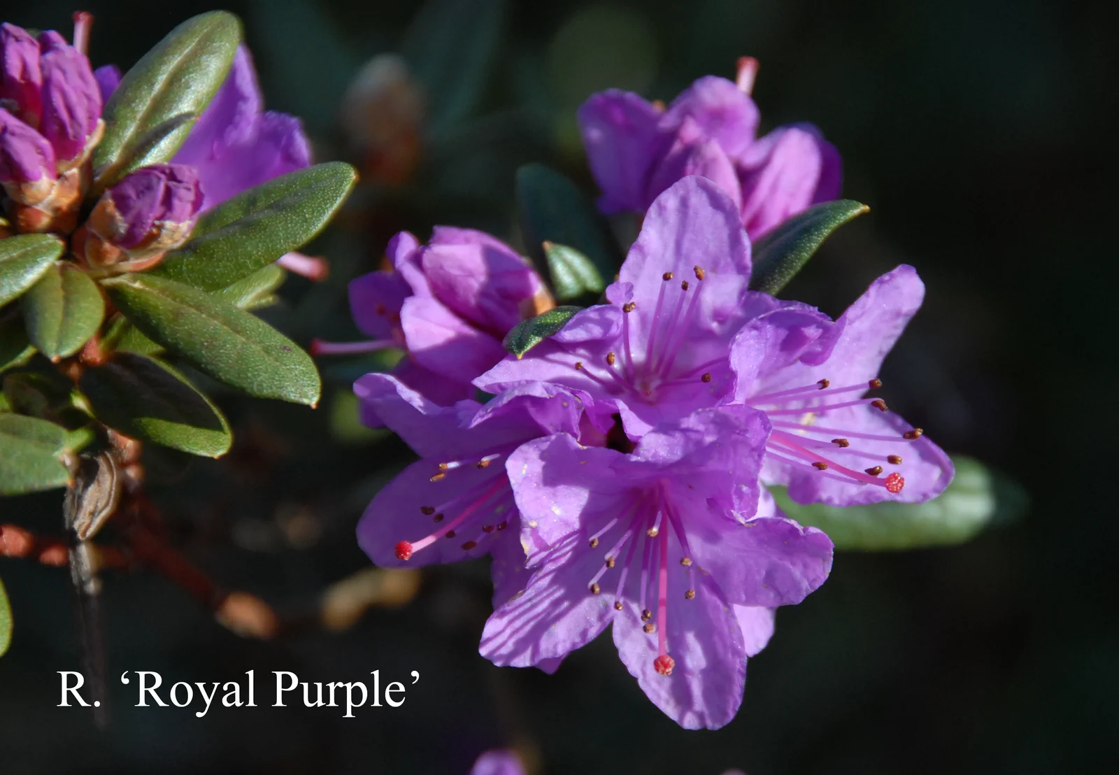 R. 'Royal Purple' photo of R. 'Royal Purple'. Location: Fearing's Farm Nursery, Abbotsford, BC, Canada. Photo by: Harold Fearing