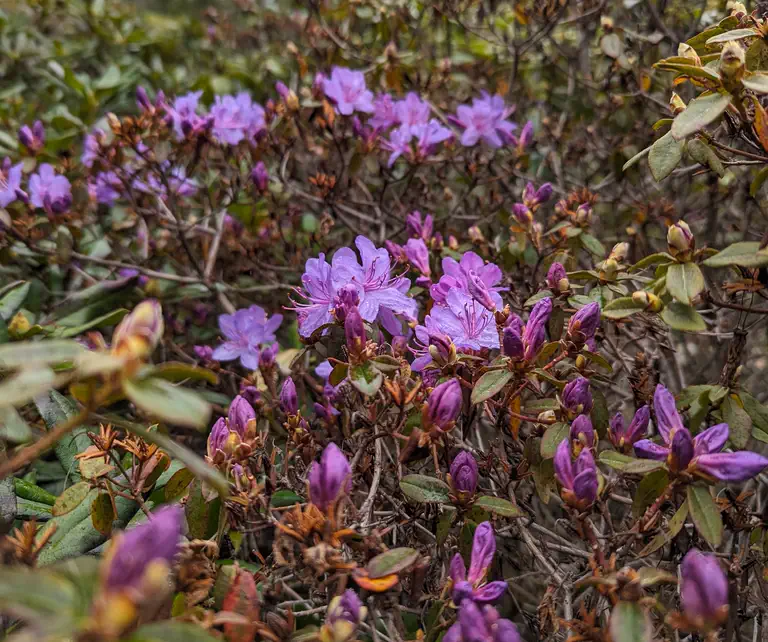 Photo of R. 'Oudijk's Favorite', Rhododendron Hybrid