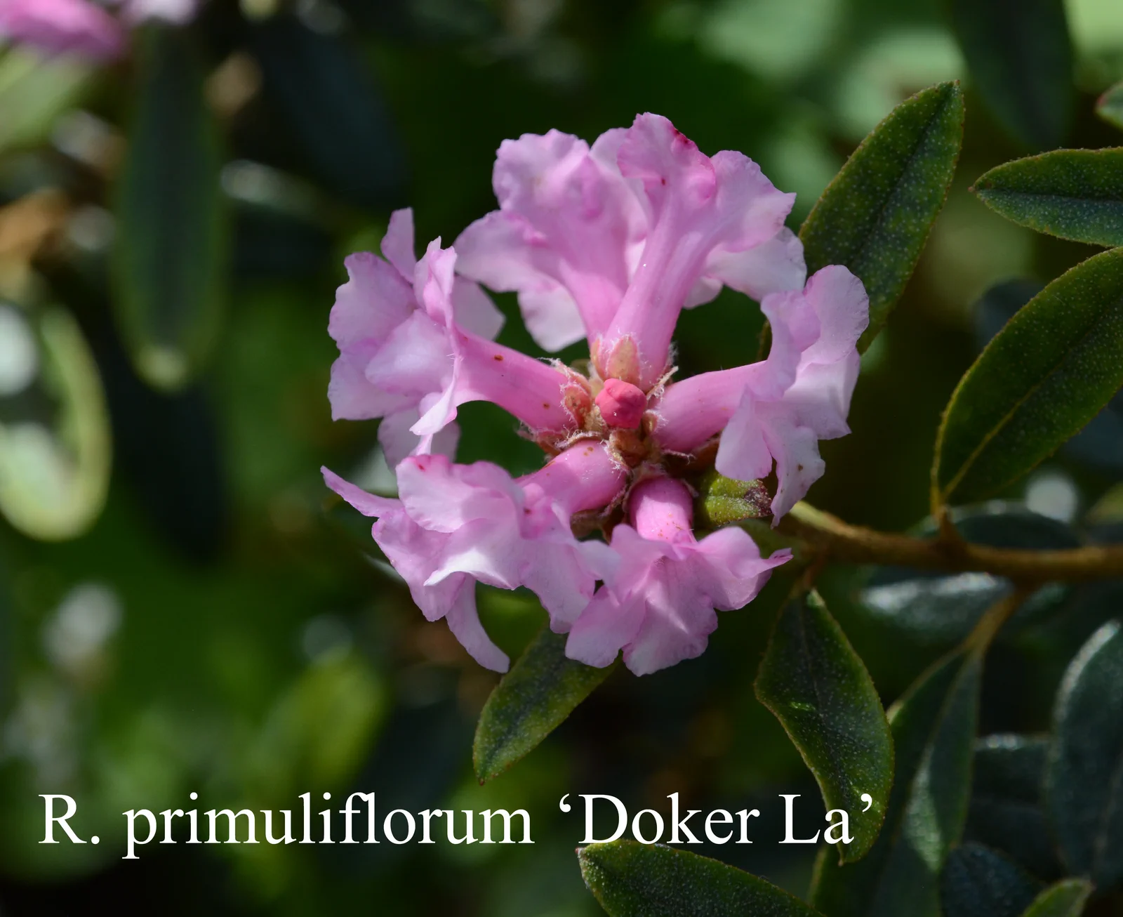 R. primuliflorum 'Doker-La' photo of R. primuliflorum 'Doker-La'. Location: Fearing's Farm Nursery, Abbotsford, BC, Canada. Photo by: Harold Fearing
