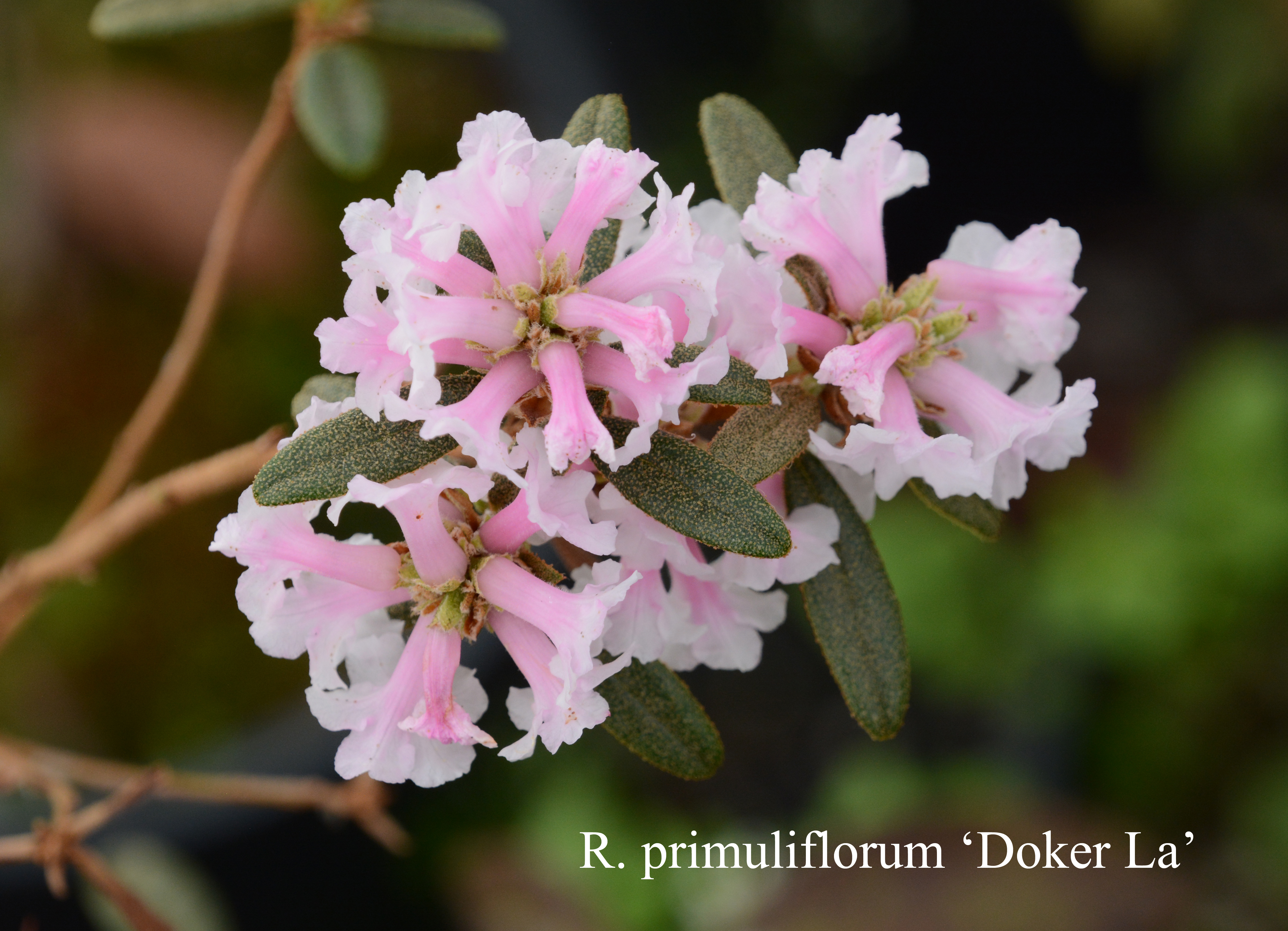 Rhododendron Doker-La photo