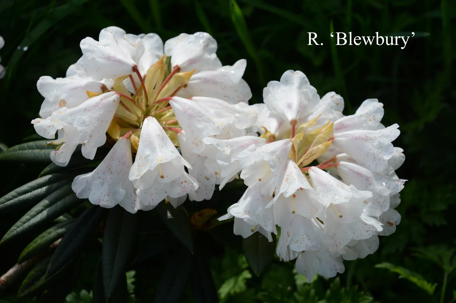 R. 'Blewbury' photo of R. 'Blewbury'. Location: Fearing's Farm Nursery, Abbotsford, BC, Canada. Photo by: Harold Fearing