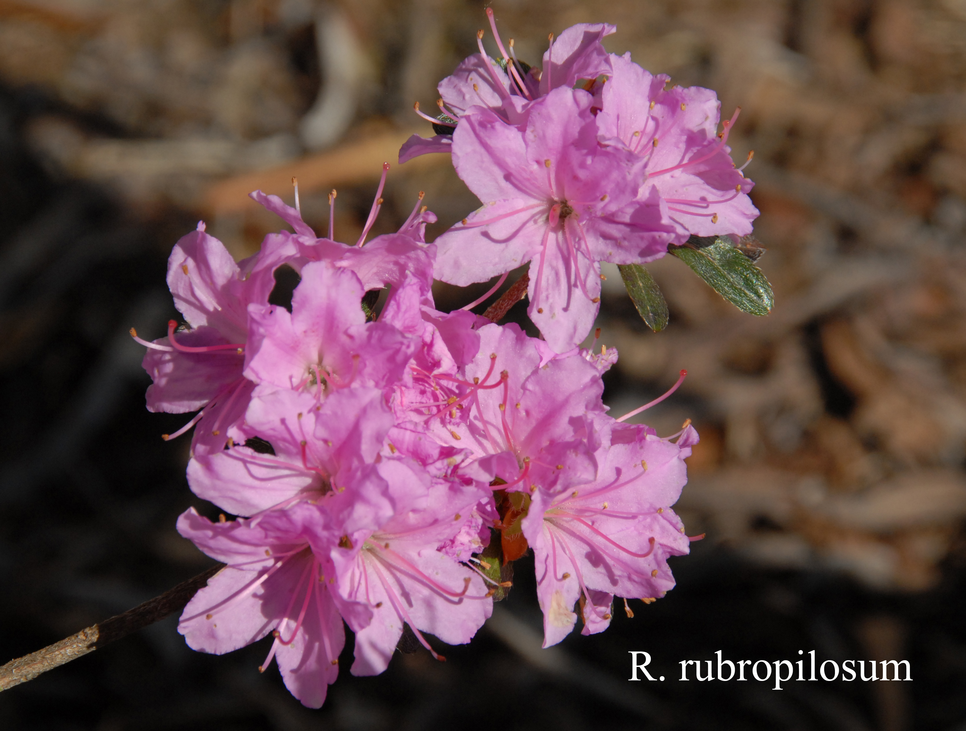 Rhododendron rubropilosum photo