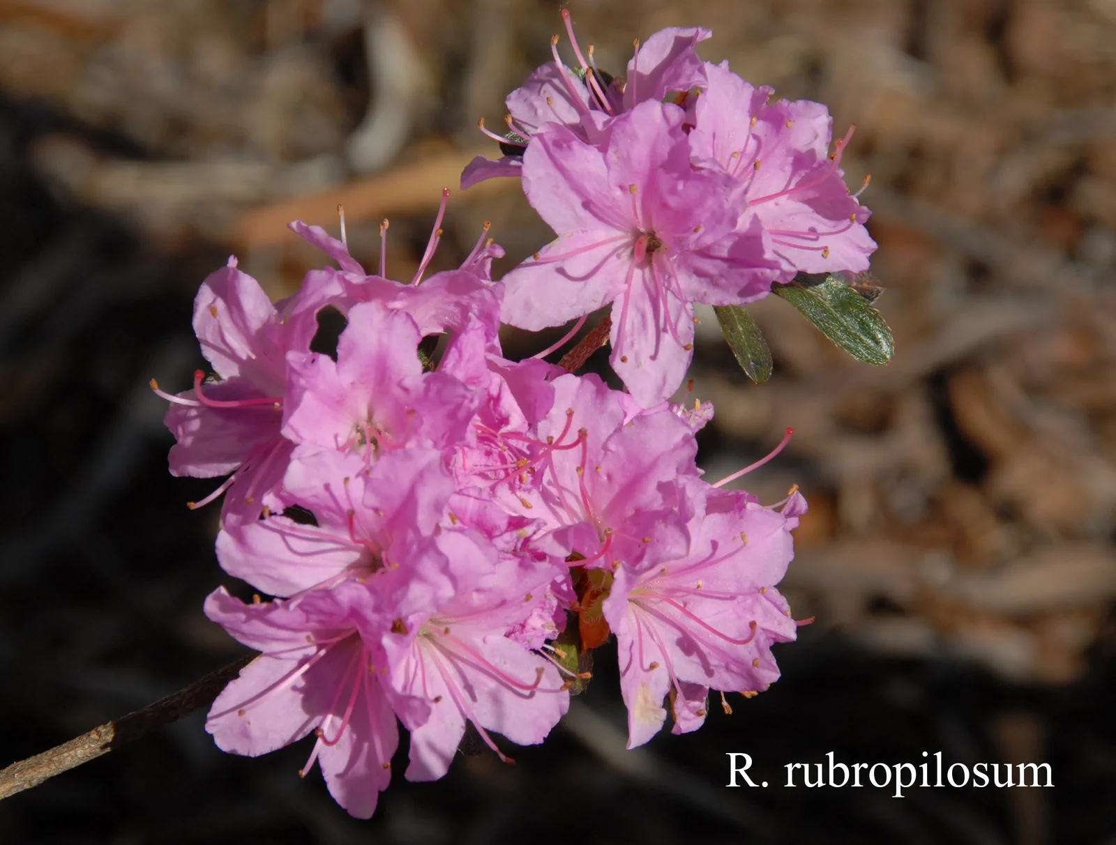 R. rubropilosum photo of R. rubropilosum. Location: Fearing's Farm Nursery, Abbotsford, BC, Canada. Photo by: Harold Fearing
