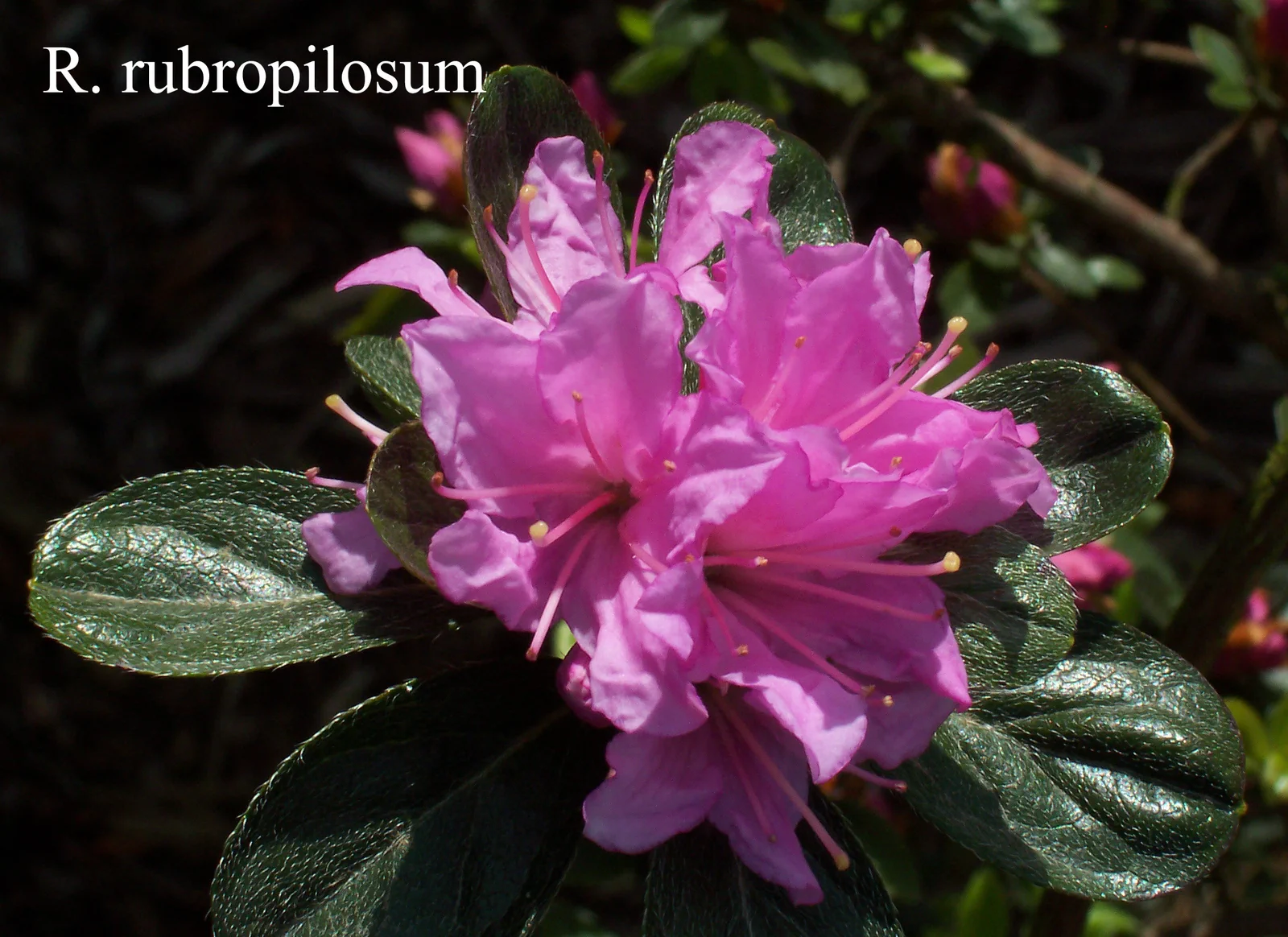 R. rubropilosum photo of R. rubropilosum. Location: Fearing's Farm Nursery, Abbotsford, BC, Canada. Photo by: Harold Fearing
