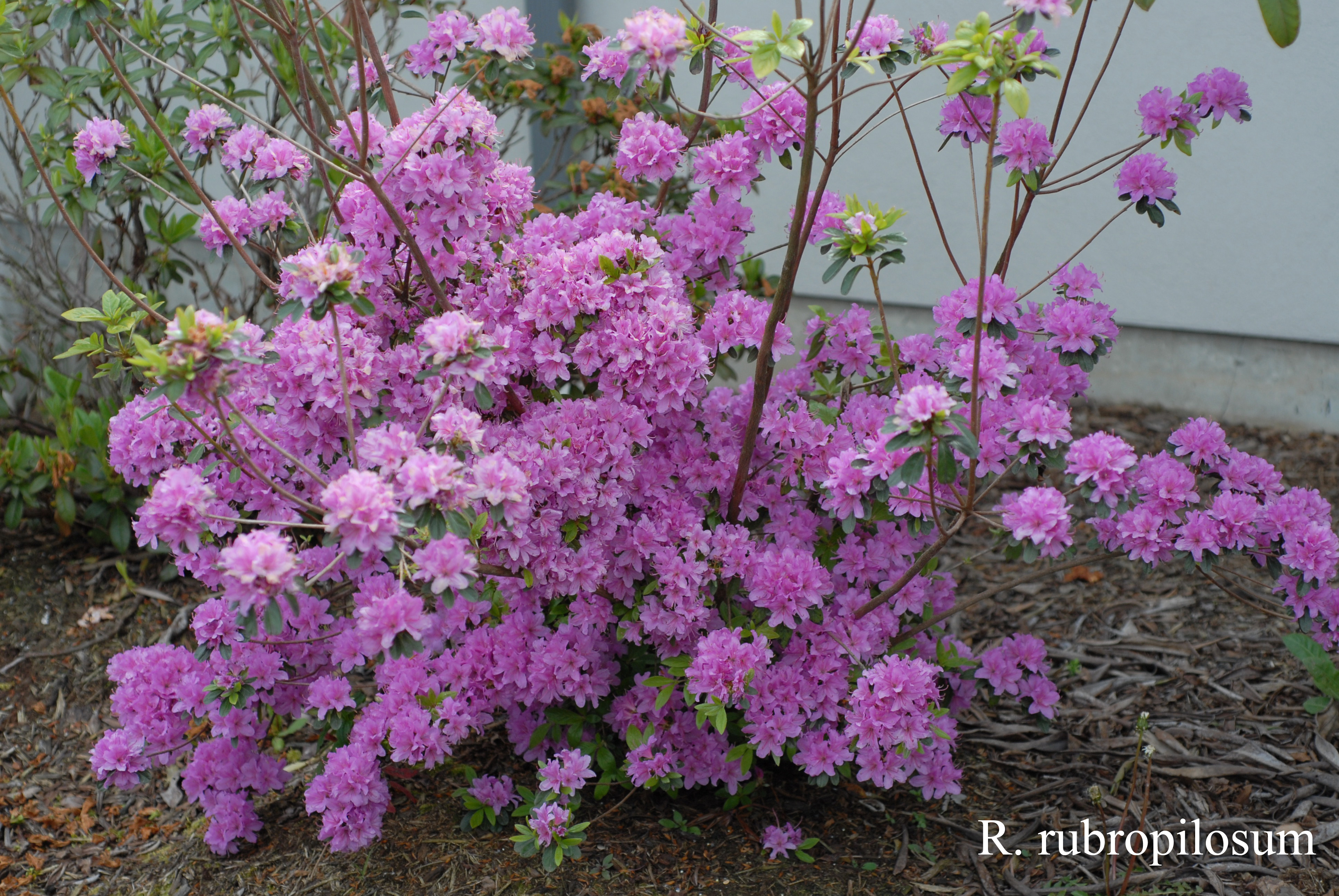 Rhododendron rubropilosum photo