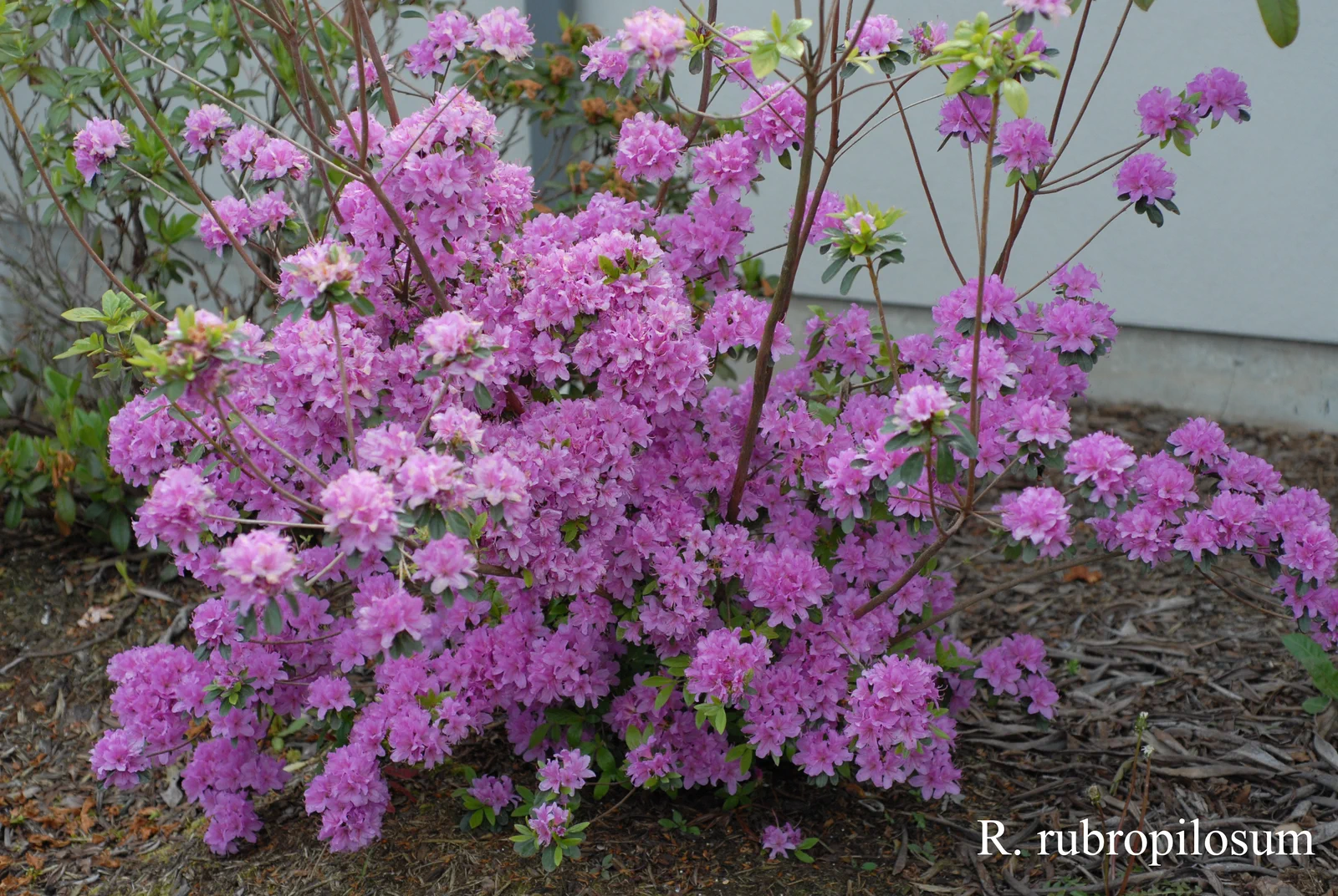 R. rubropilosum photo of R. rubropilosum. Location: Fearing's Farm Nursery, Abbotsford, BC, Canada. Photo by: Harold Fearing
