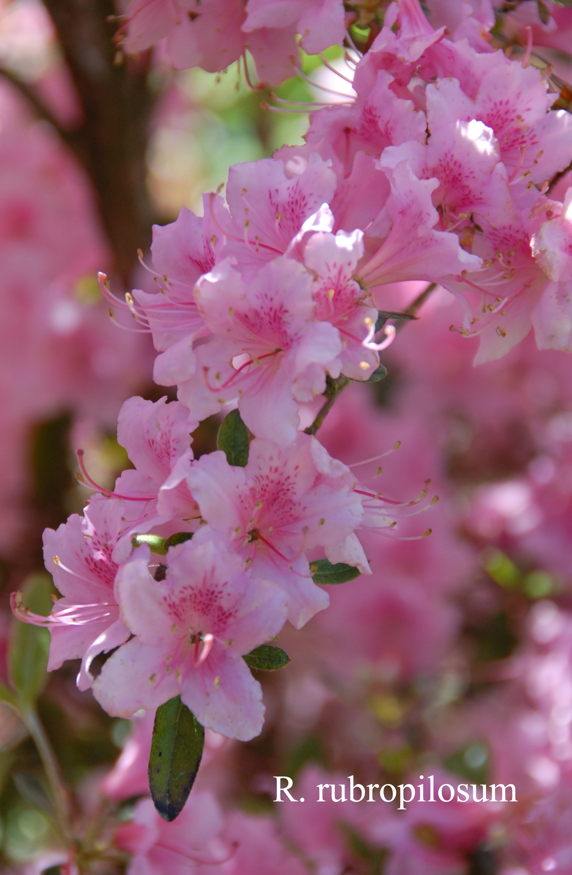 Rhododendron rubropilosum photo