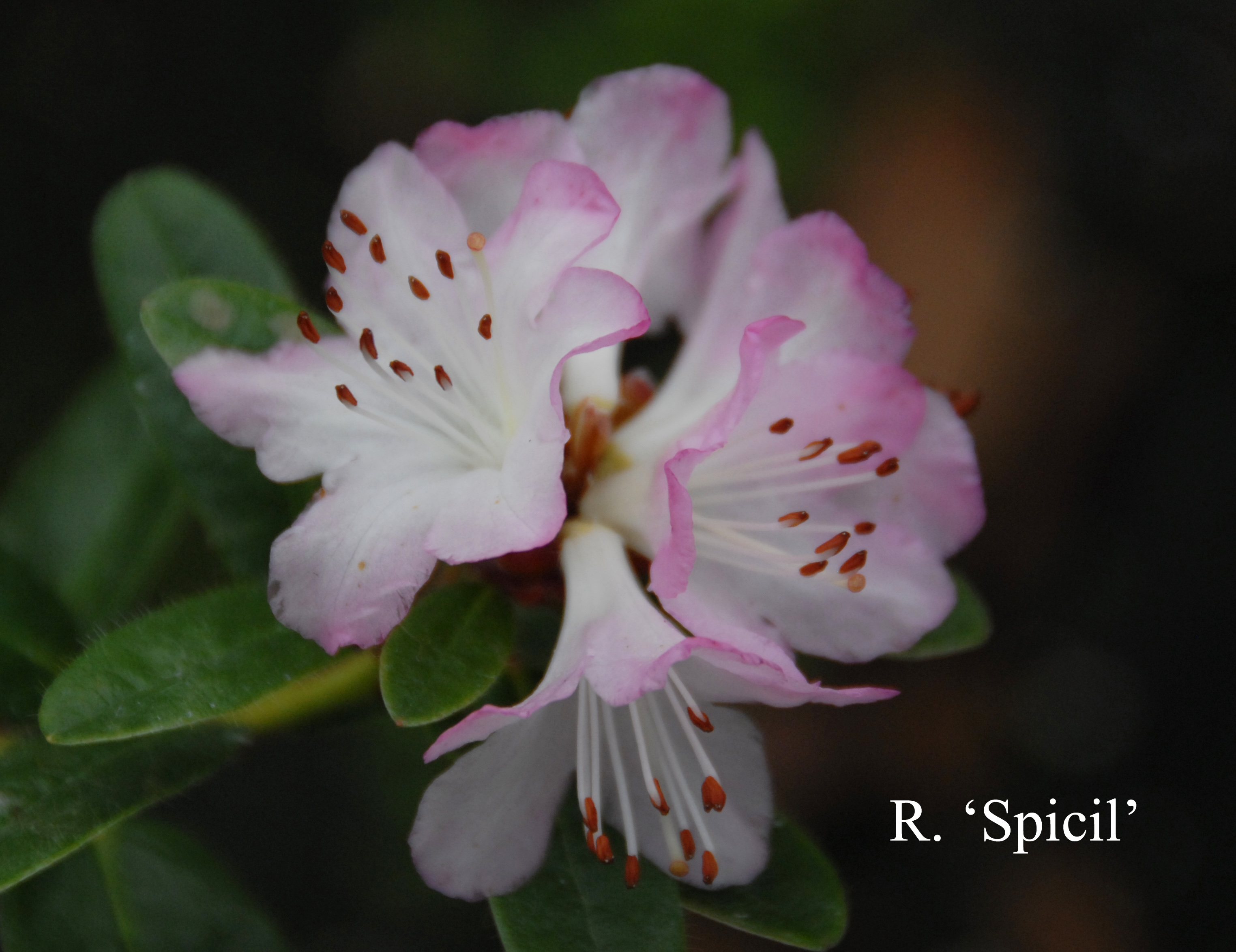 Rhododendron Spicil photo