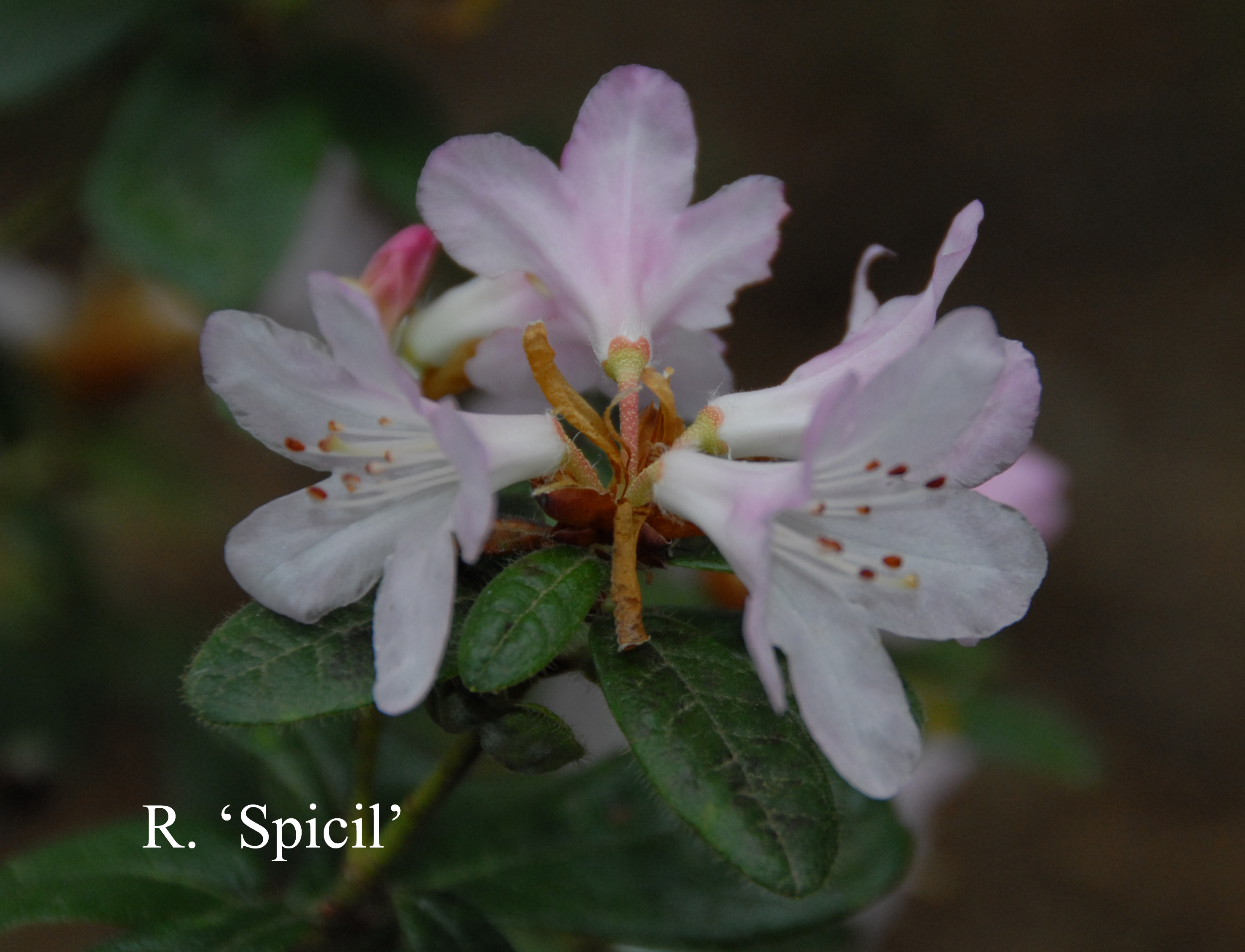 Rhododendron Spicil photo