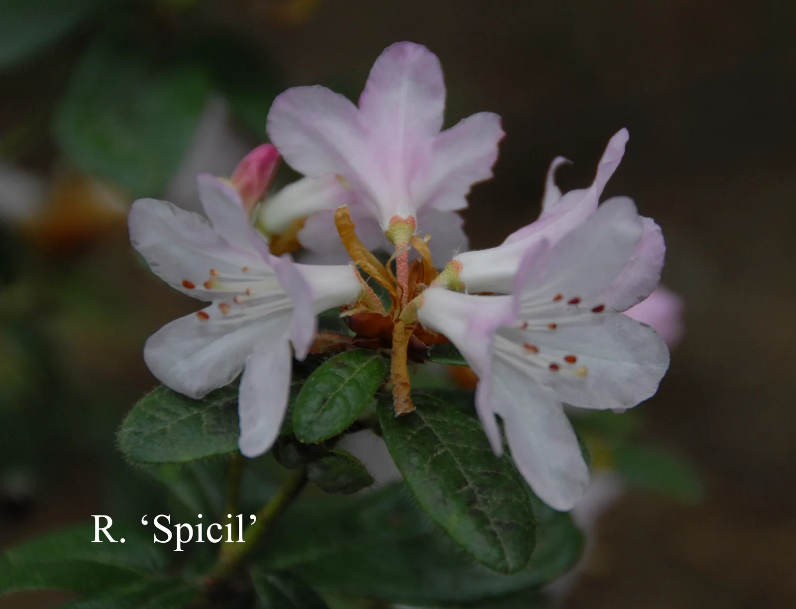 R. 'Spicil' photo of R. 'Spicil'. Location: Fearing's Farm Nursery, Abbotsford, BC, Canada. Photo by: Harold Fearing