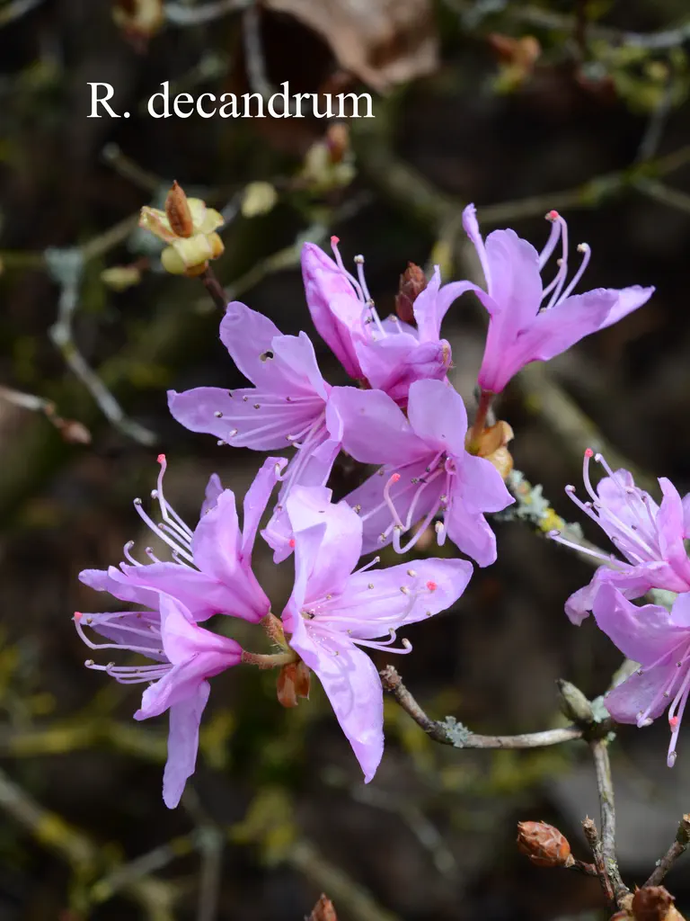 Photo of R. decandrum, Species