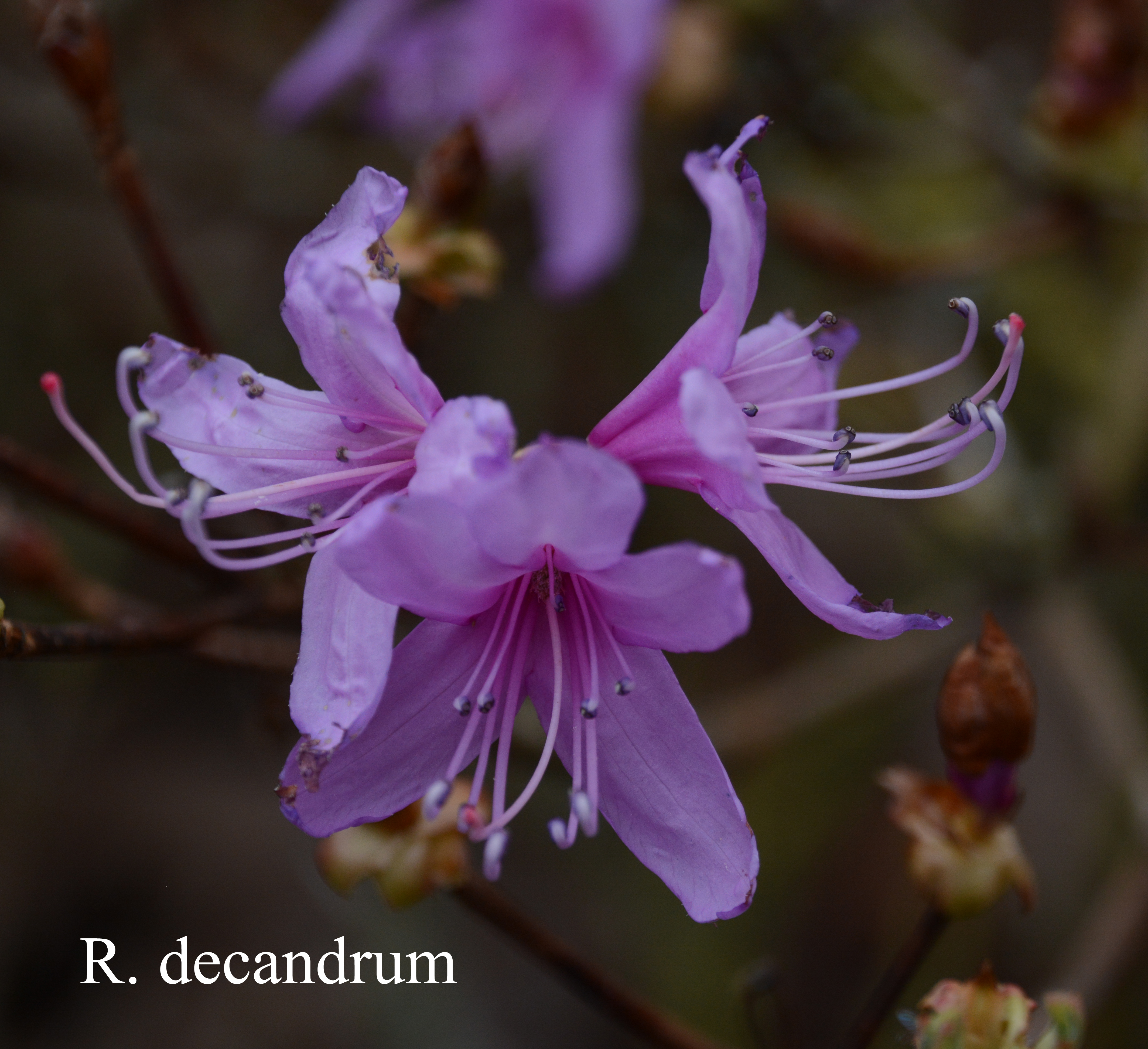 Rhododendron decandrum photo
