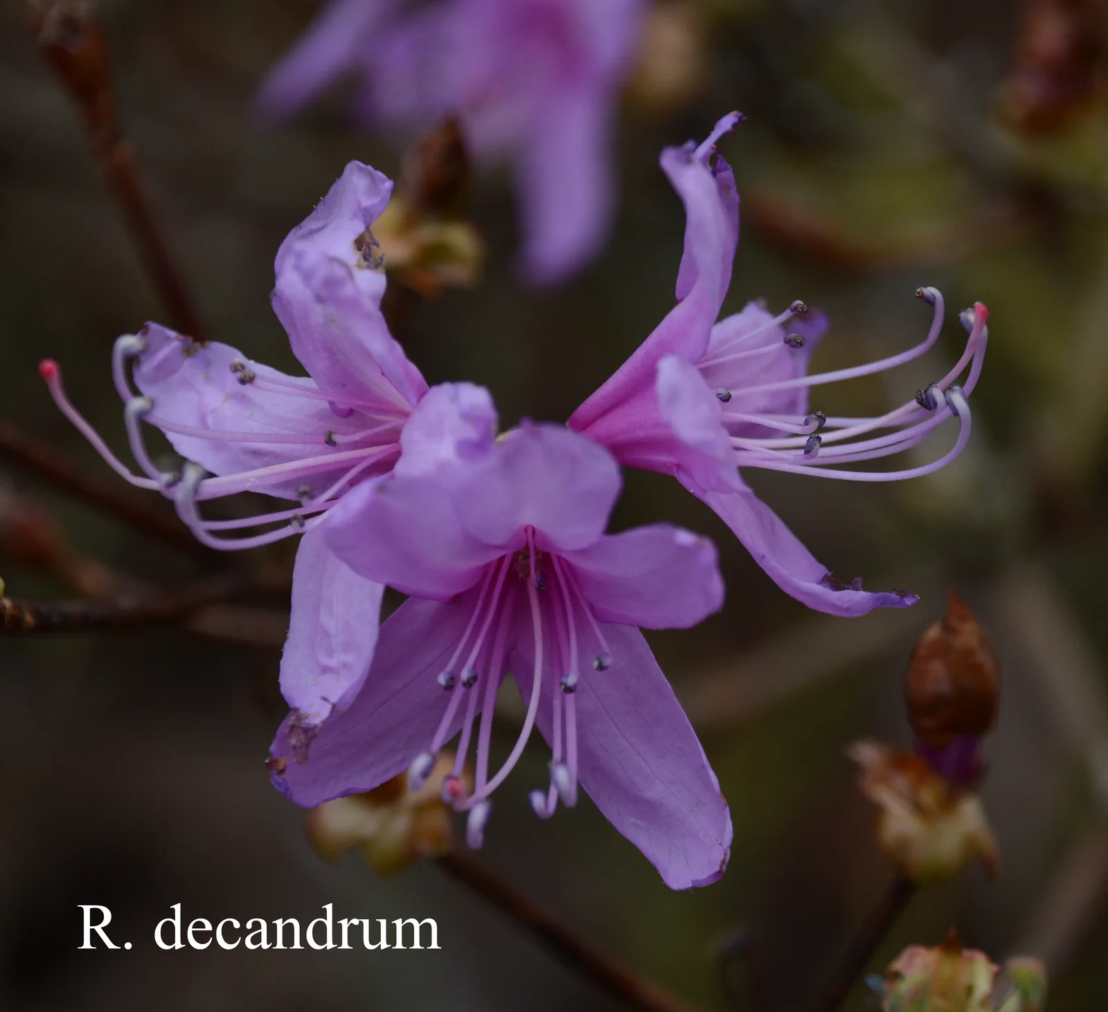 R. decandrum photo of R. decandrum. Location: Fearing's Farm Nursery, Abbotsford, BC, Canada. Photo by: Harold Fearing