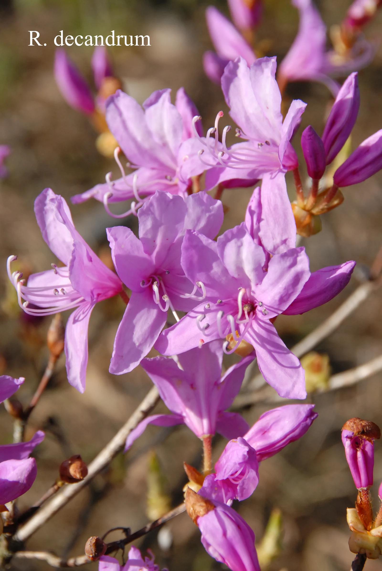 R. decandrum photo of R. decandrum. Location: Fearing's Farm Nursery, Abbotsford, BC, Canada. Photo by: Harold Fearing